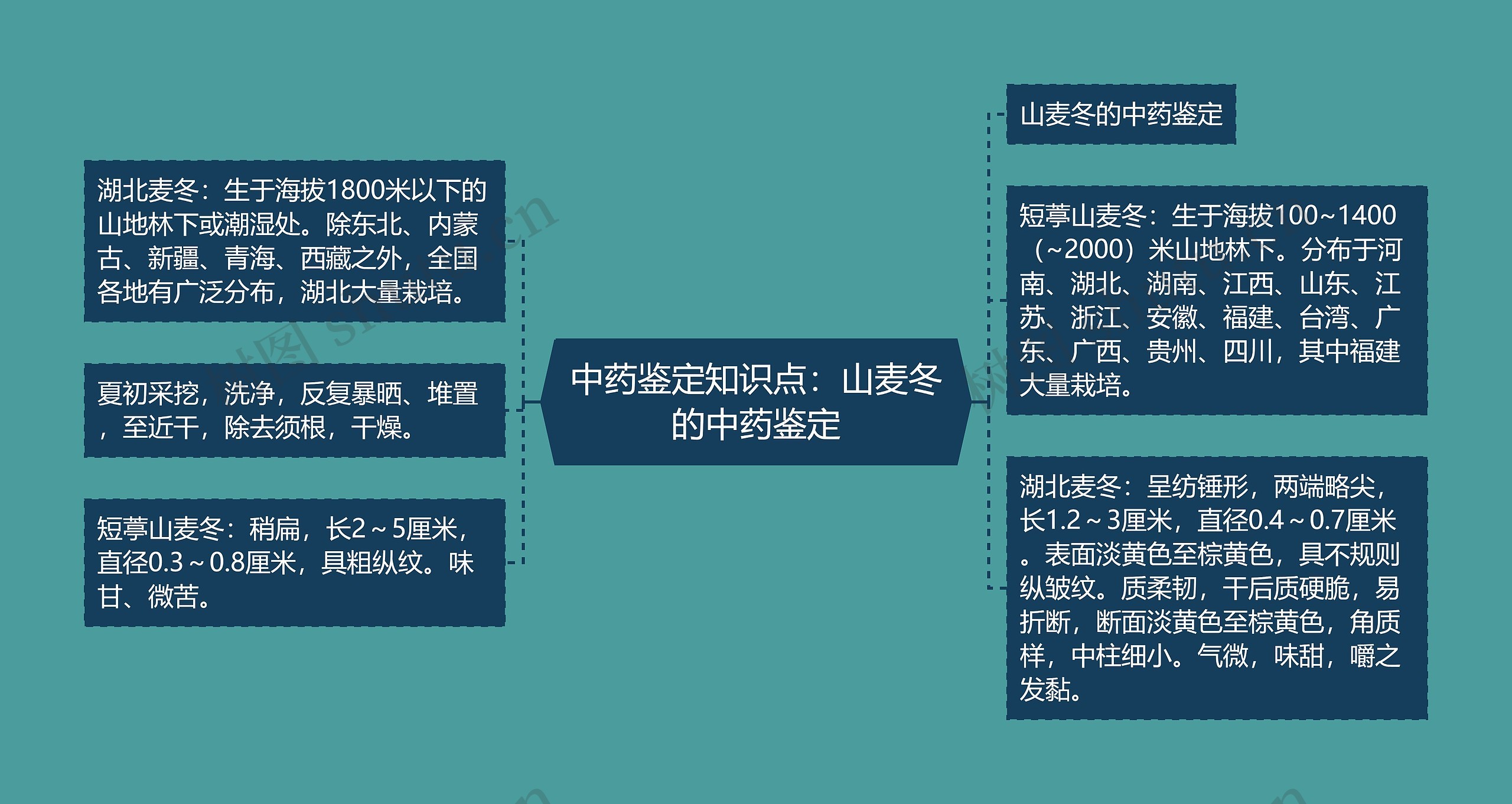 中药鉴定知识点：山麦冬的中药鉴定思维导图