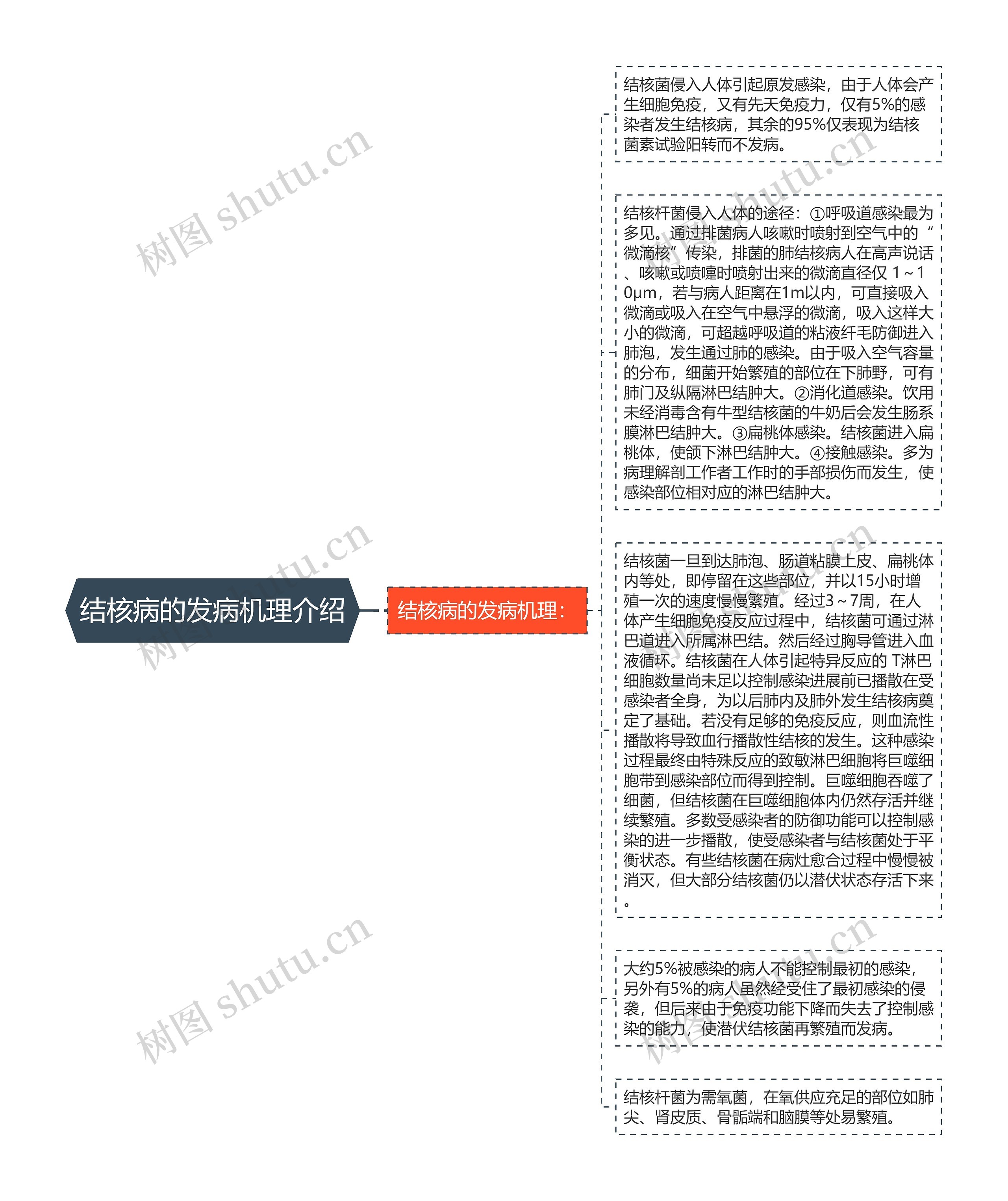 结核病的发病机理介绍思维导图