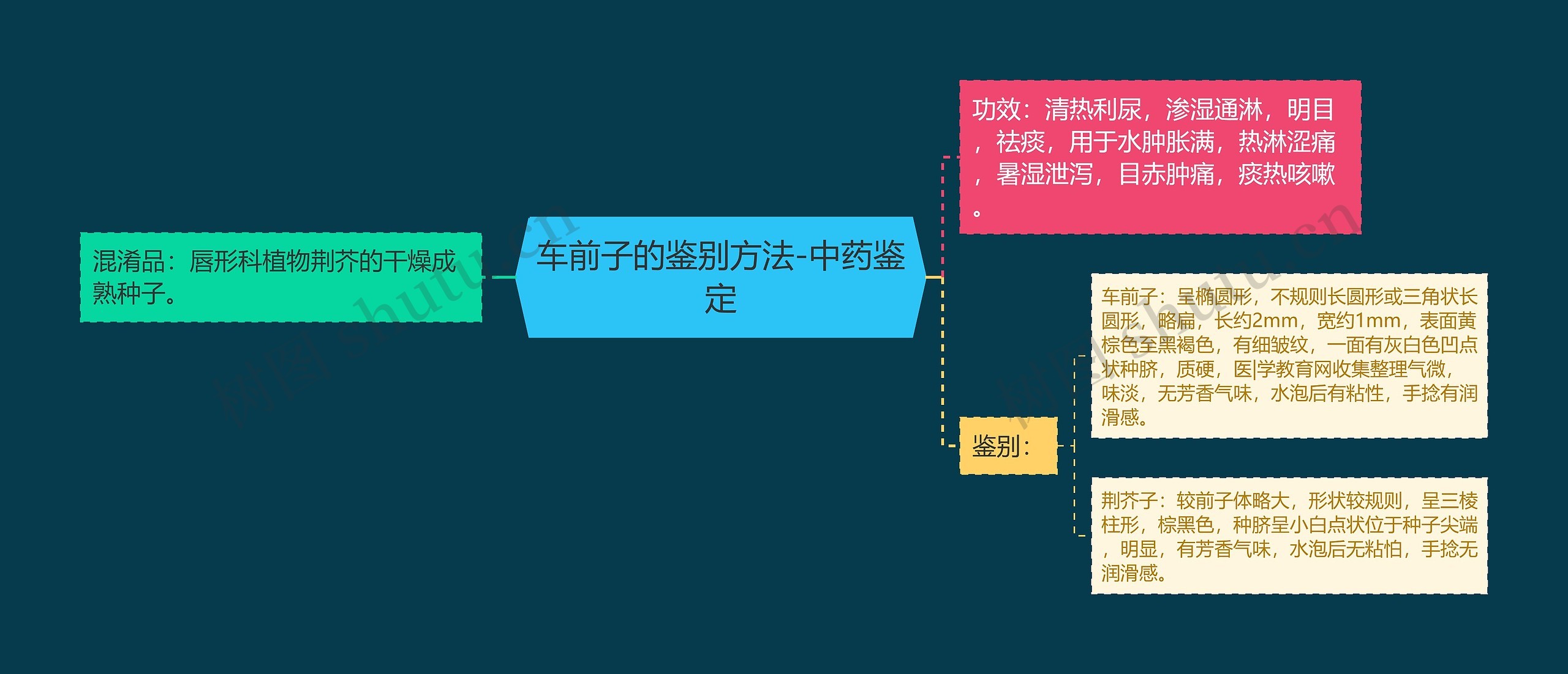 车前子的鉴别方法-中药鉴定思维导图