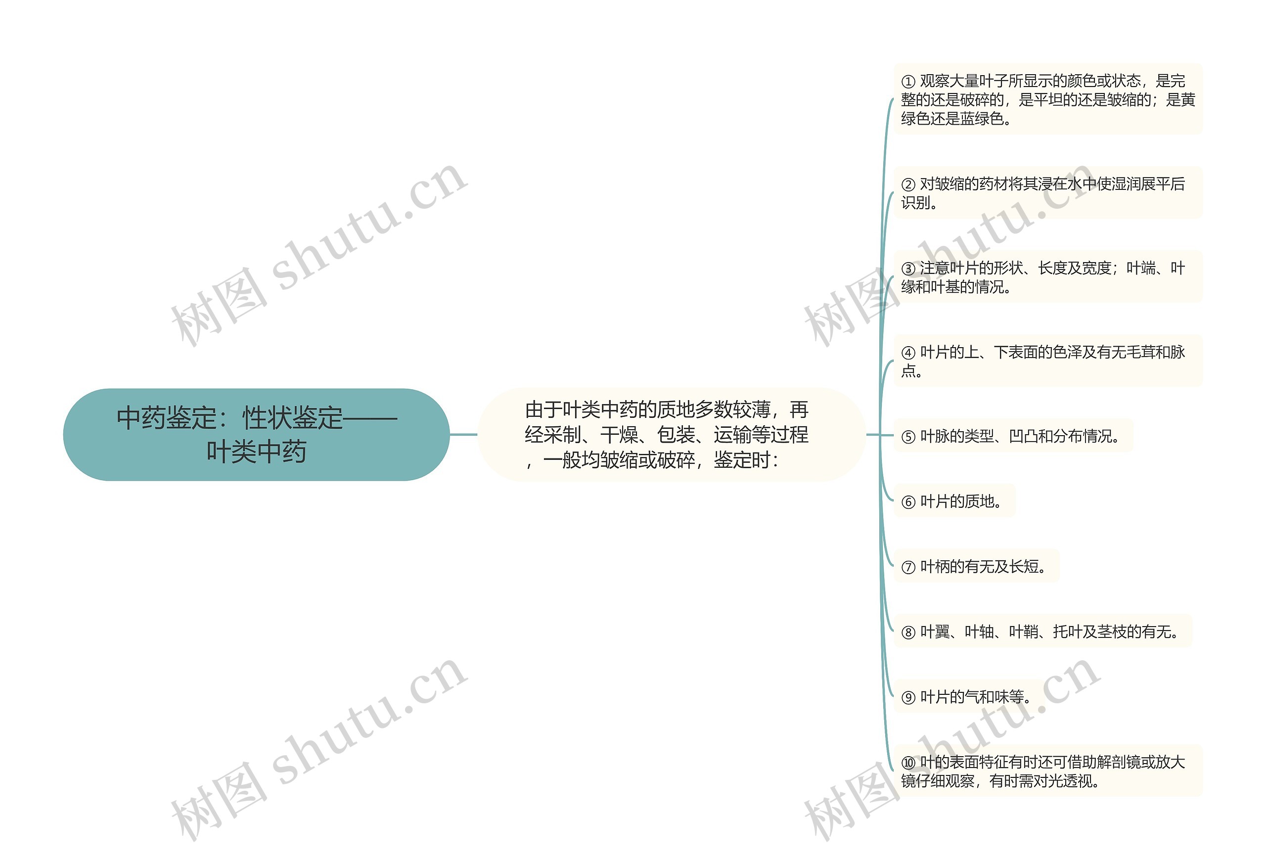 中药鉴定：性状鉴定——叶类中药思维导图