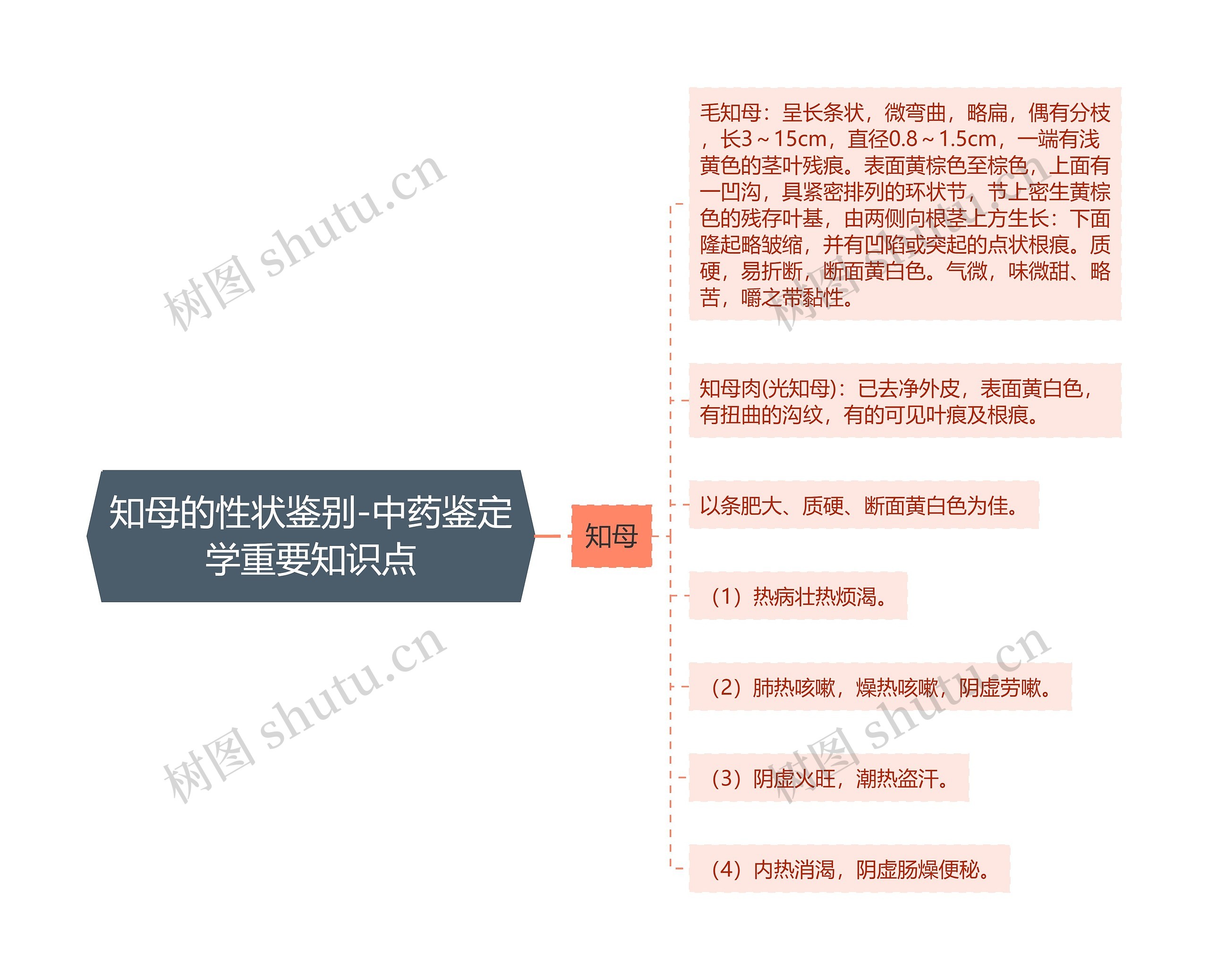 知母的性状鉴别-中药鉴定学重要知识点思维导图