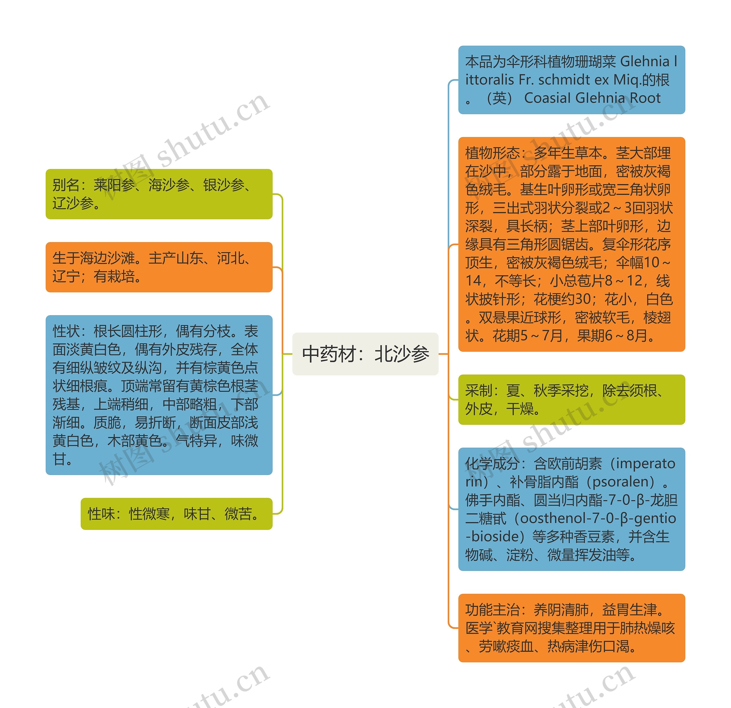 中药材：北沙参思维导图