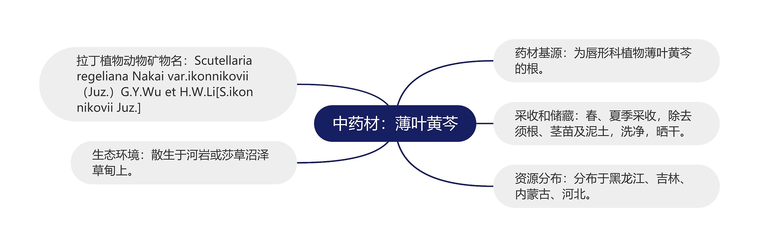 中药材：薄叶黄芩思维导图