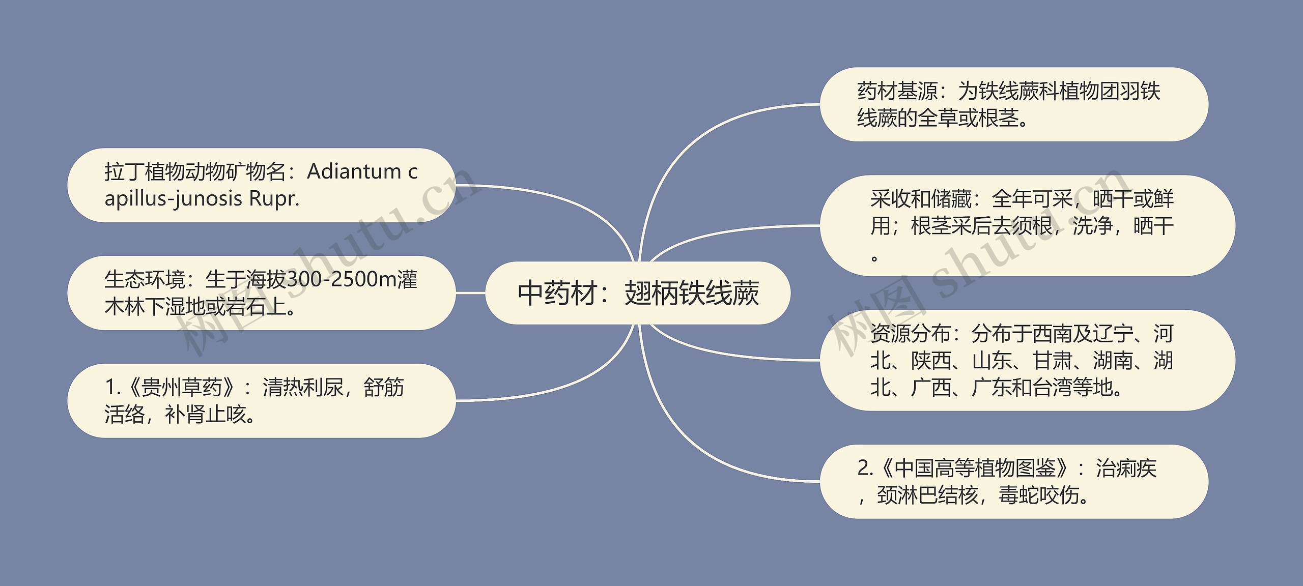 中药材：翅柄铁线蕨思维导图