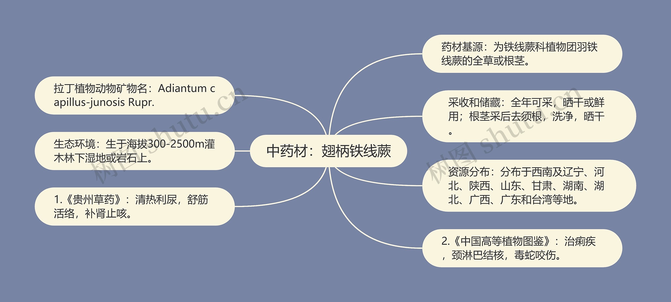 中药材:翅柄铁线蕨 中药材:翅柄铁线蕨