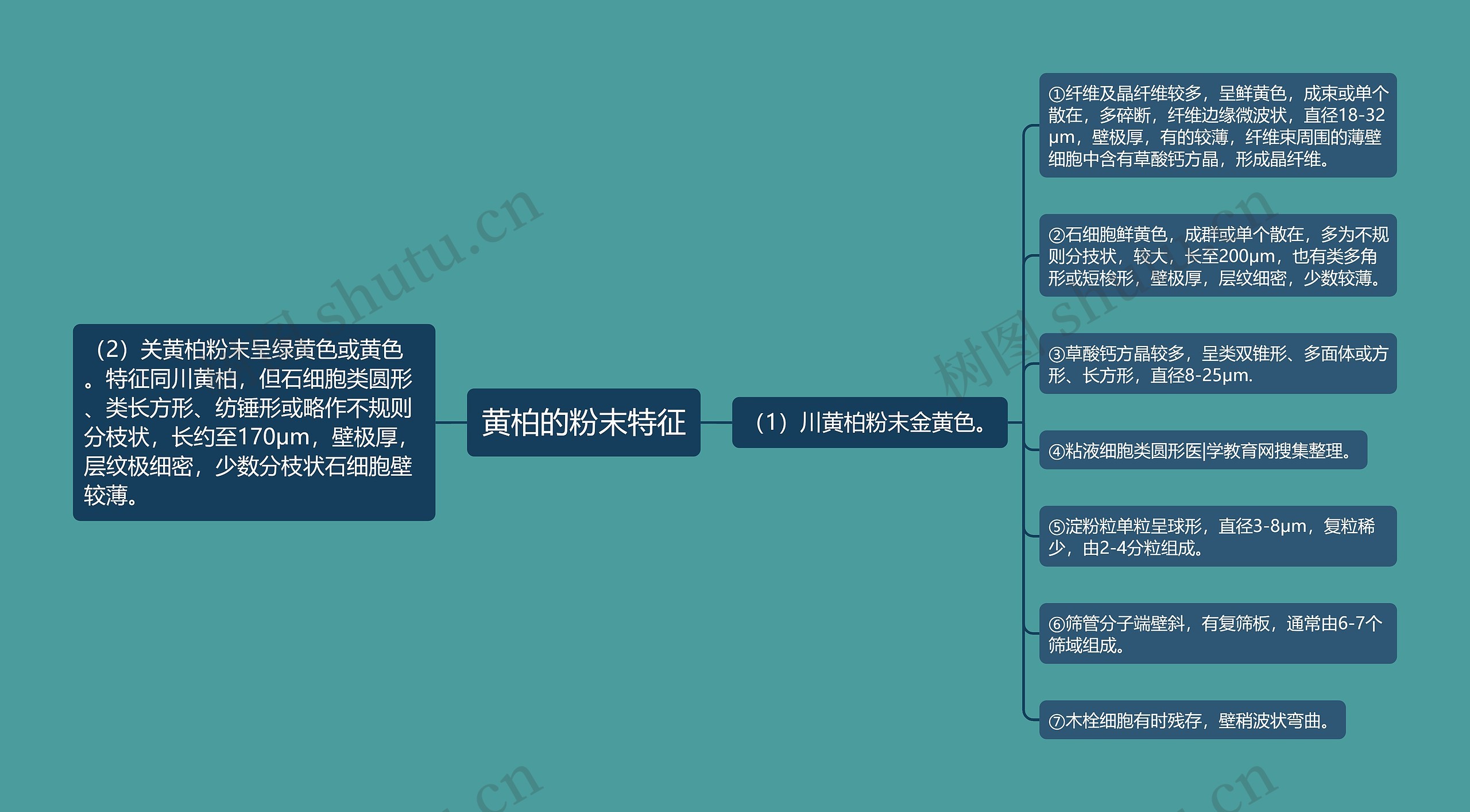 黄柏的粉末特征思维导图