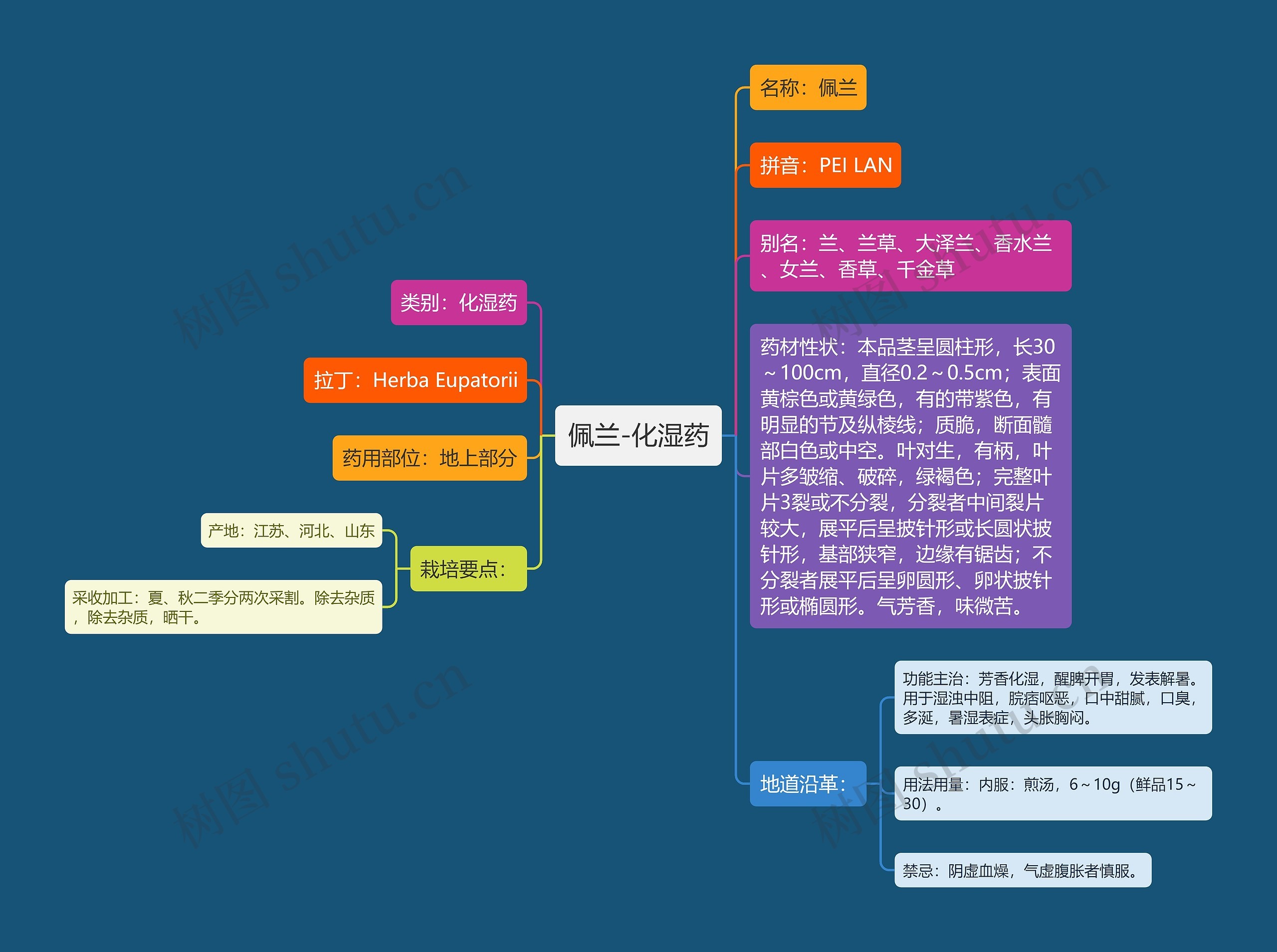 佩兰-化湿药 佩兰-化湿药