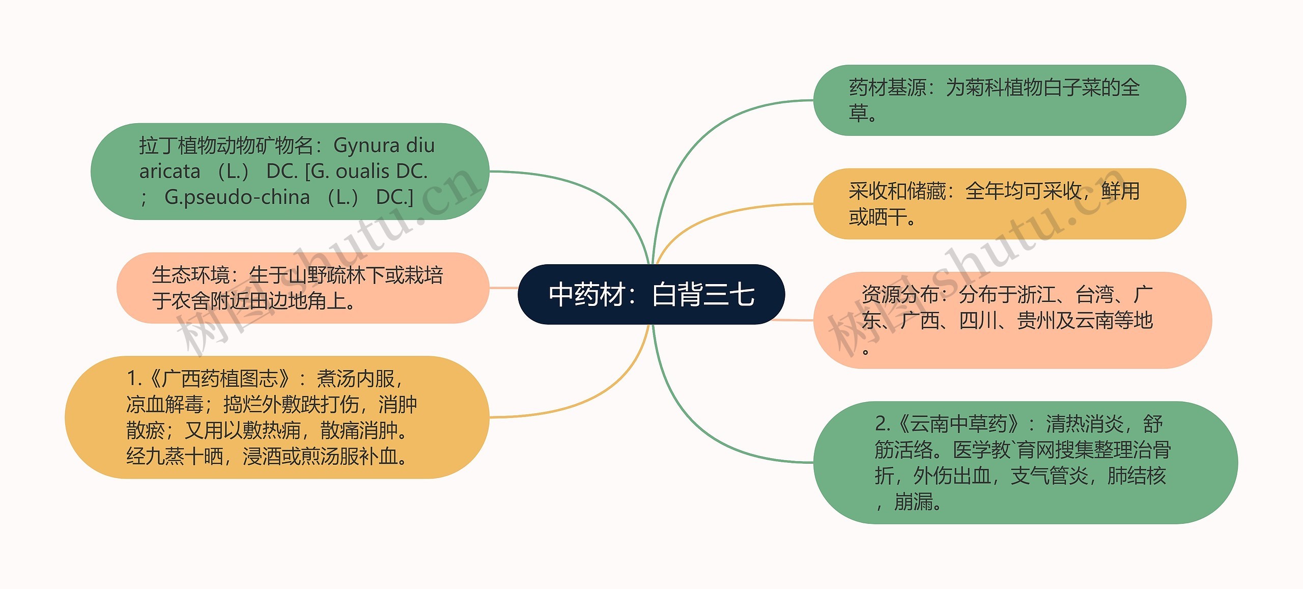 中药材:白背三七 中药材:白背三七
