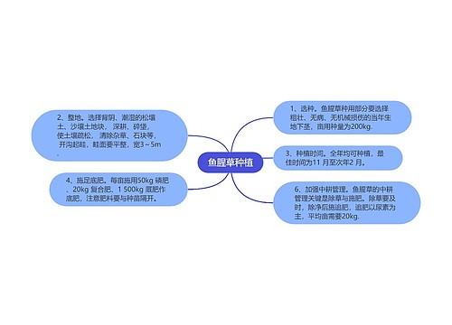 鱼腥草种植