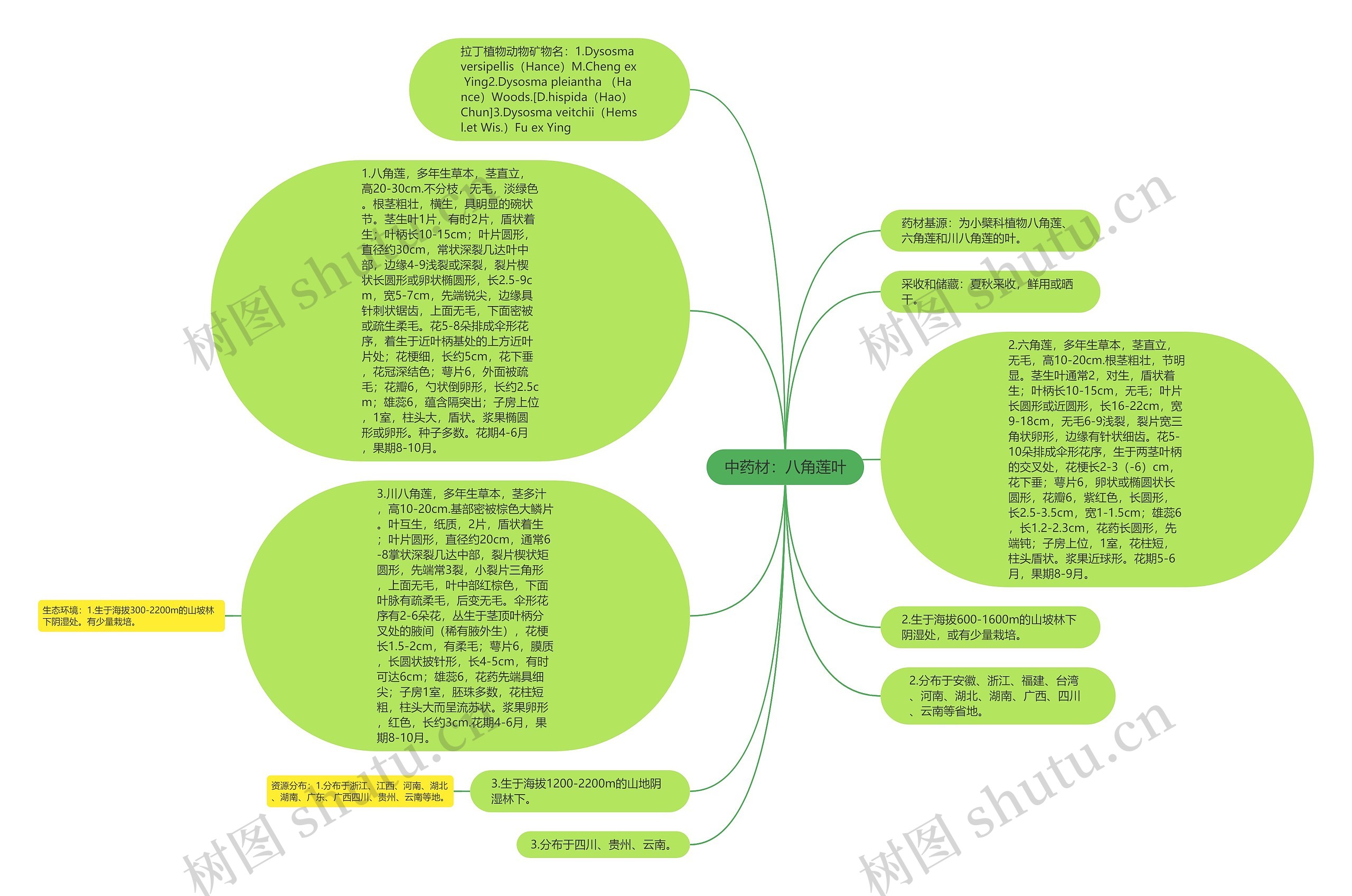 中药材：八角莲叶思维导图