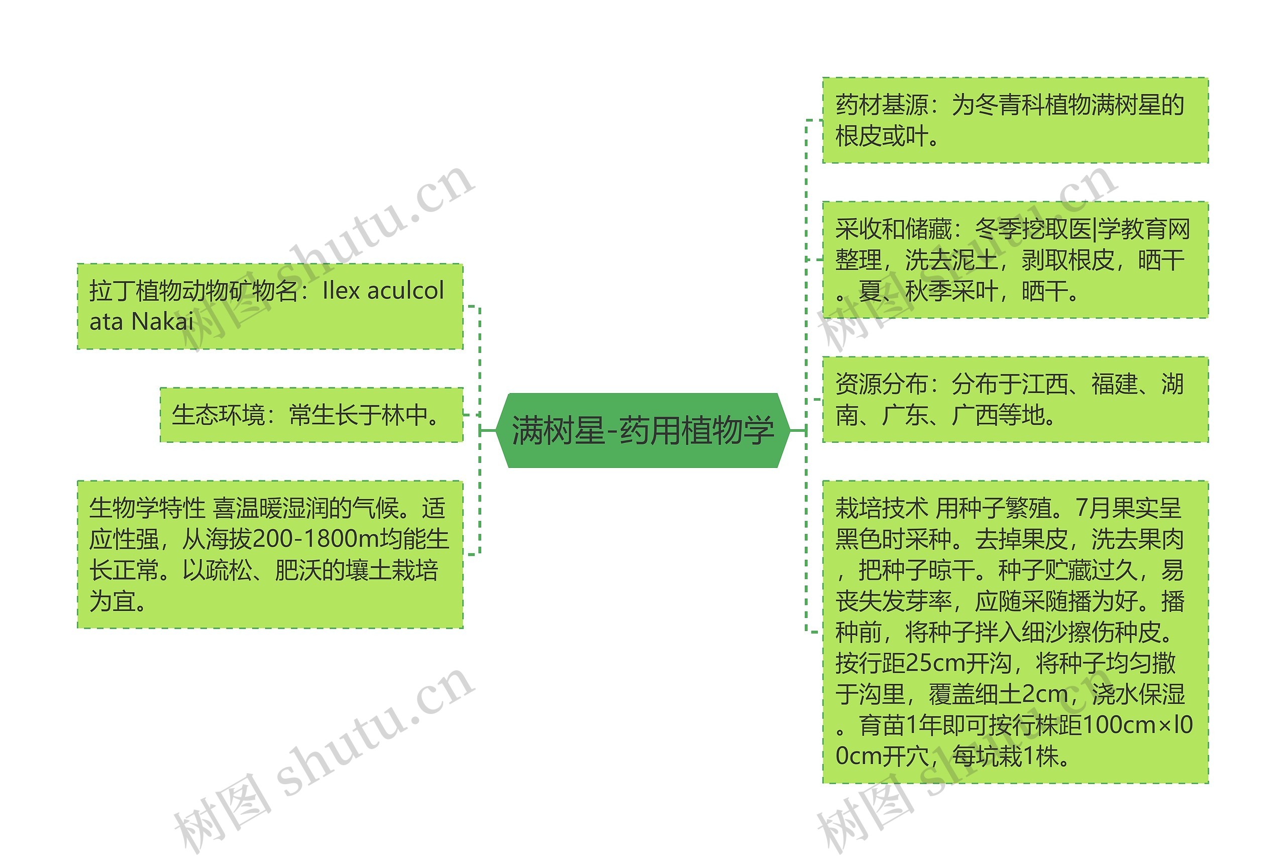 满树星-药用植物学 满树星-药用植物学