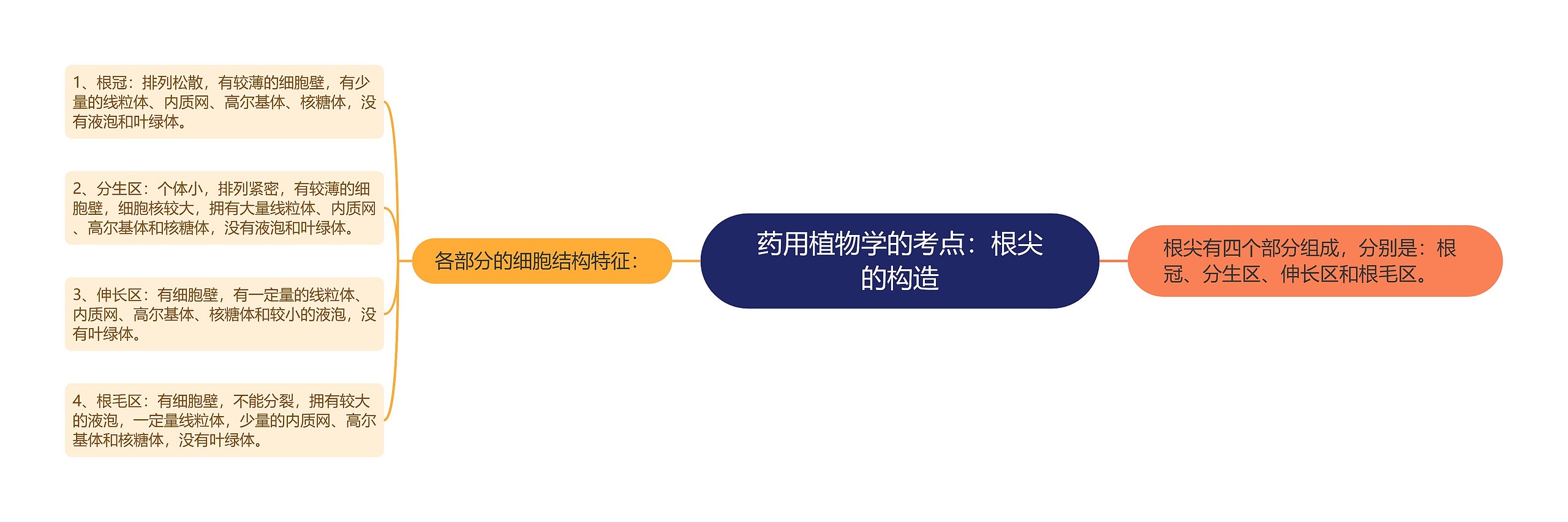 药用植物学的考点:根尖的构造 药用植物学的考点:根尖的构造