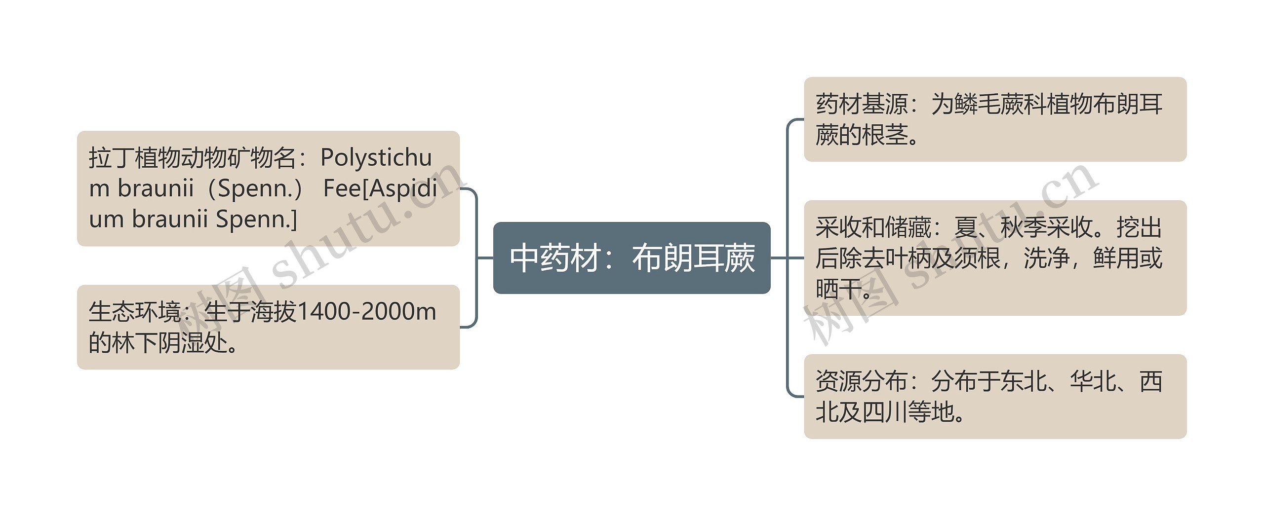 中药材：布朗耳蕨思维导图