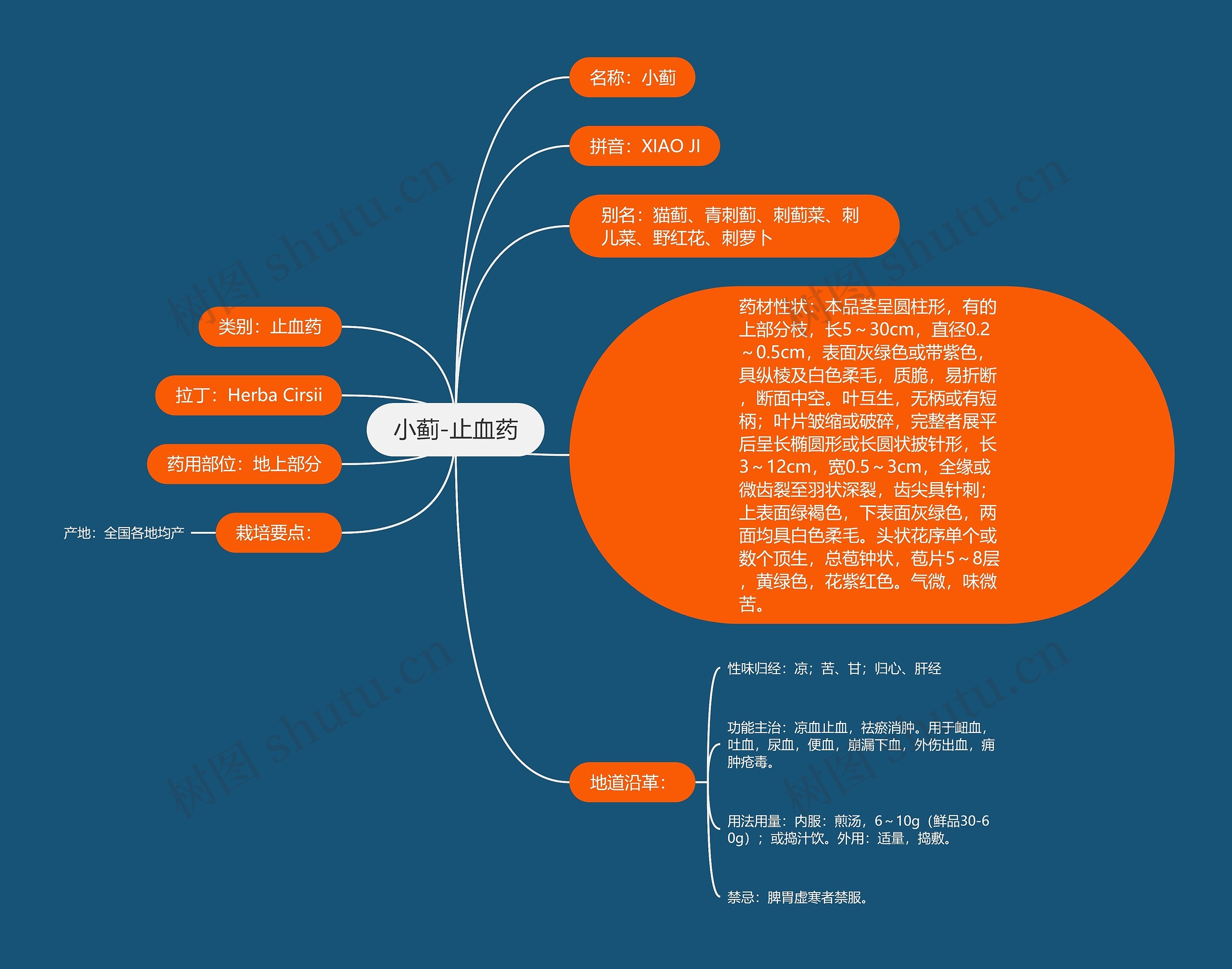 小蓟-止血药思维导图