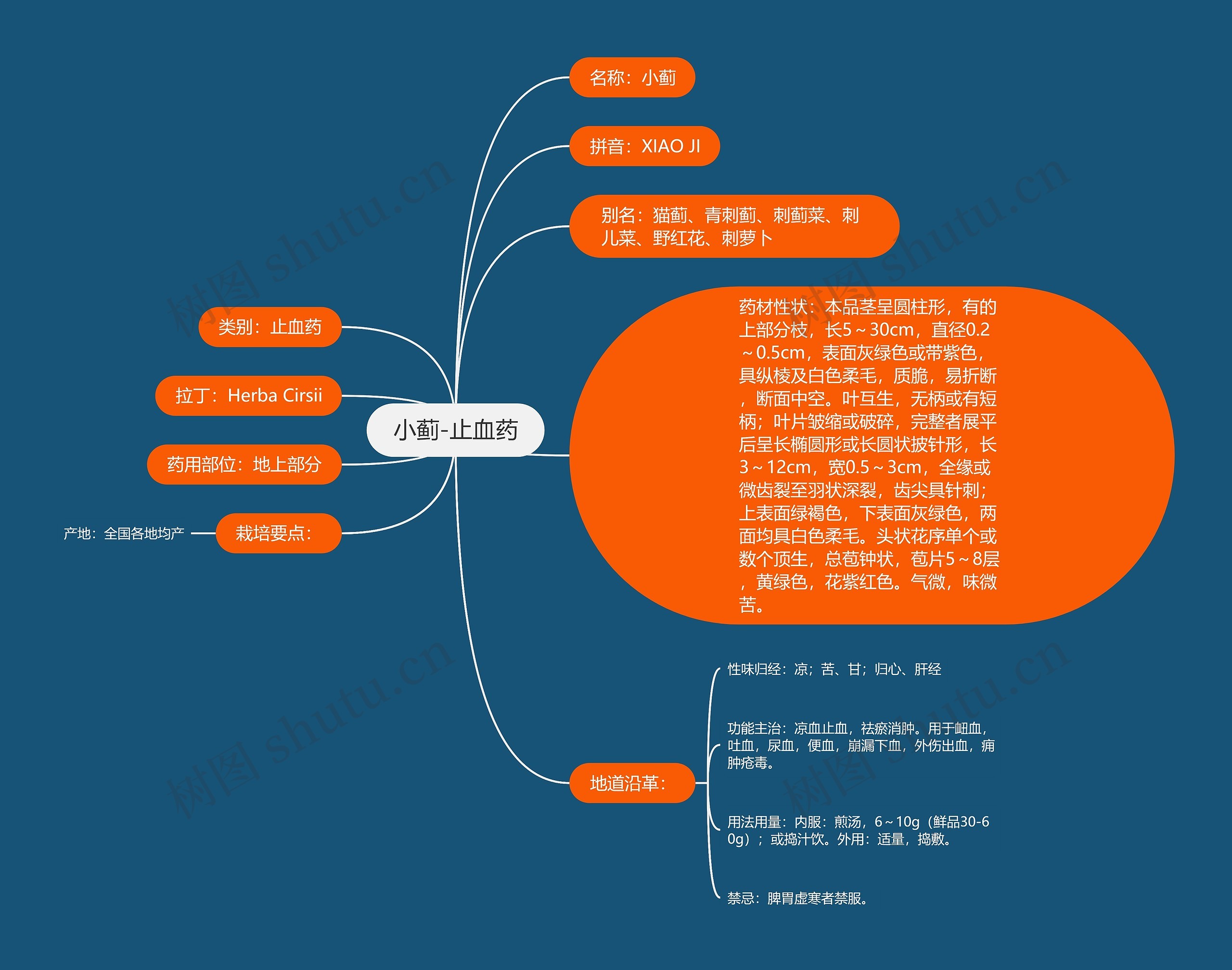 小蓟-止血药 小蓟-止血药