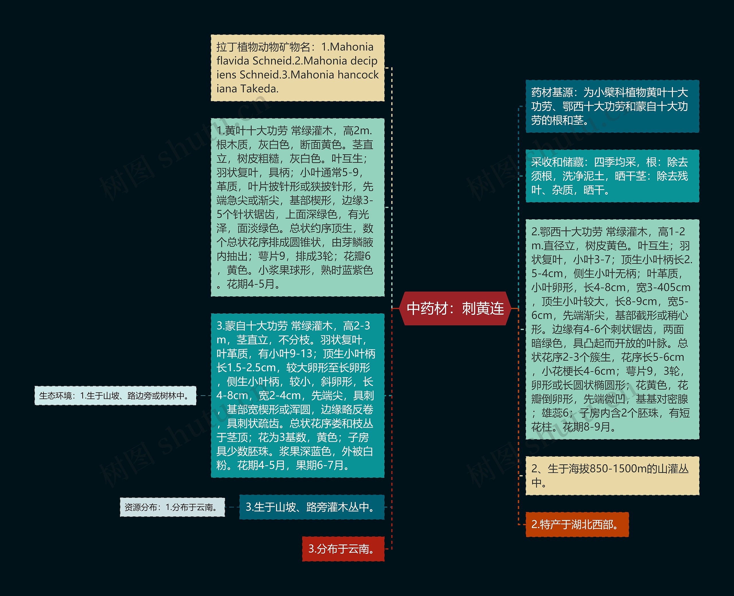 中药材：刺黄连思维导图