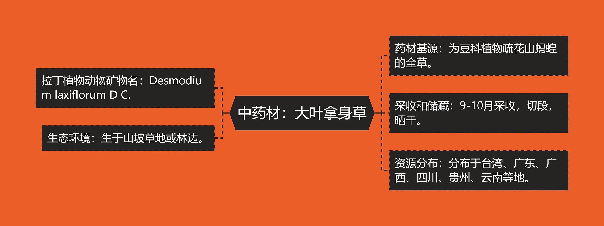 中药材:大叶拿身草 中药材:大叶拿身草