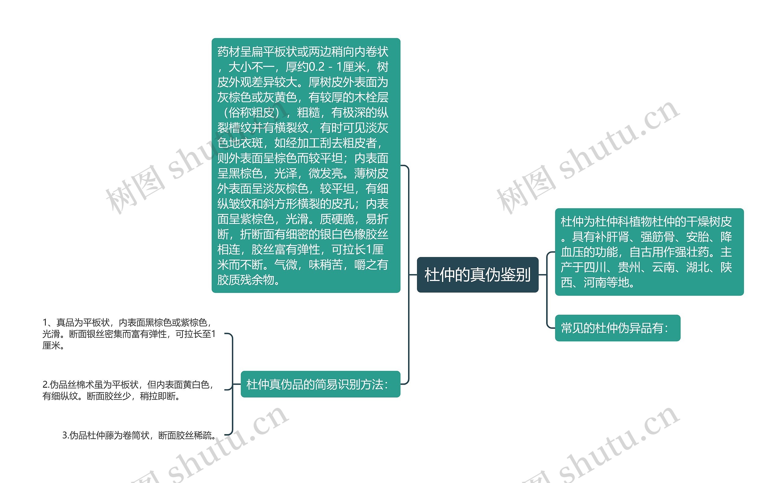 杜仲的真伪鉴别思维导图