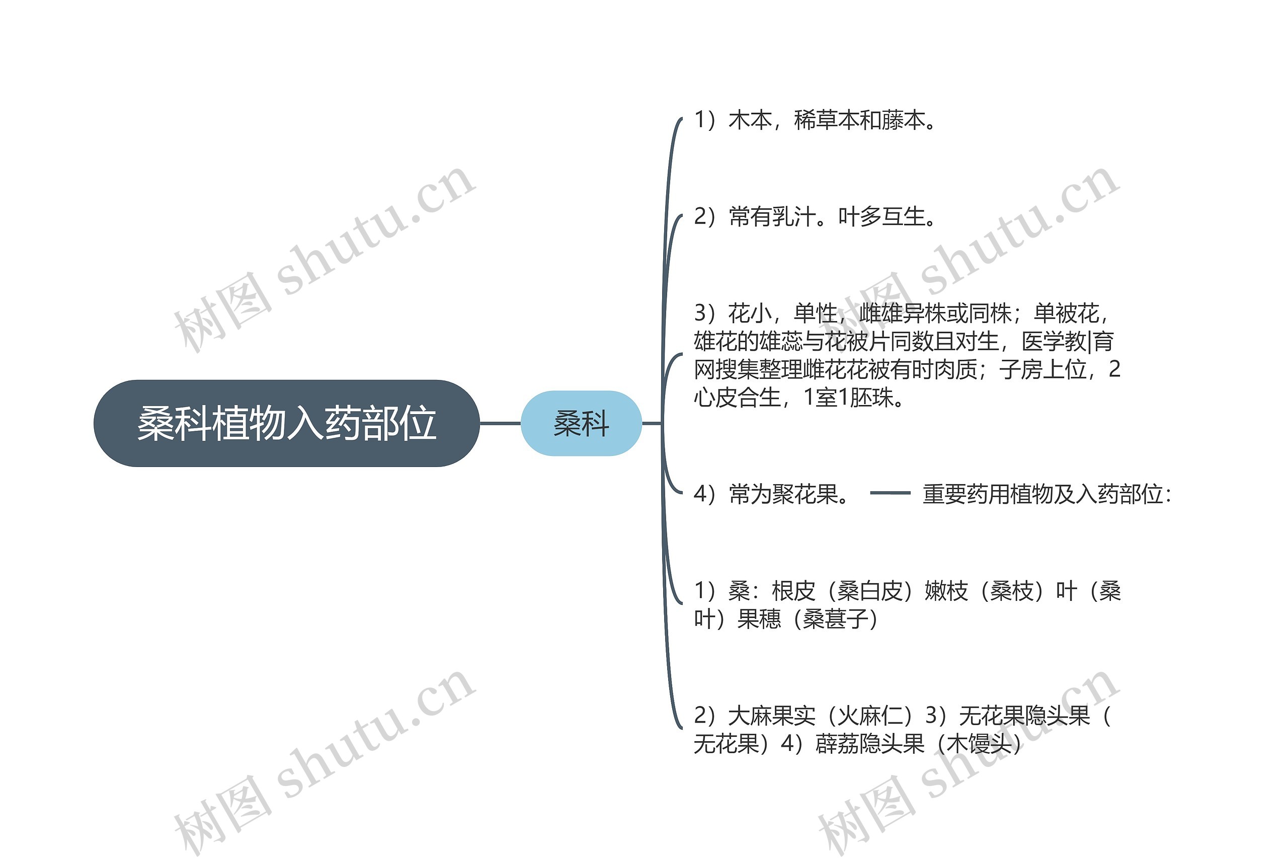 桑科植物入药部位思维导图