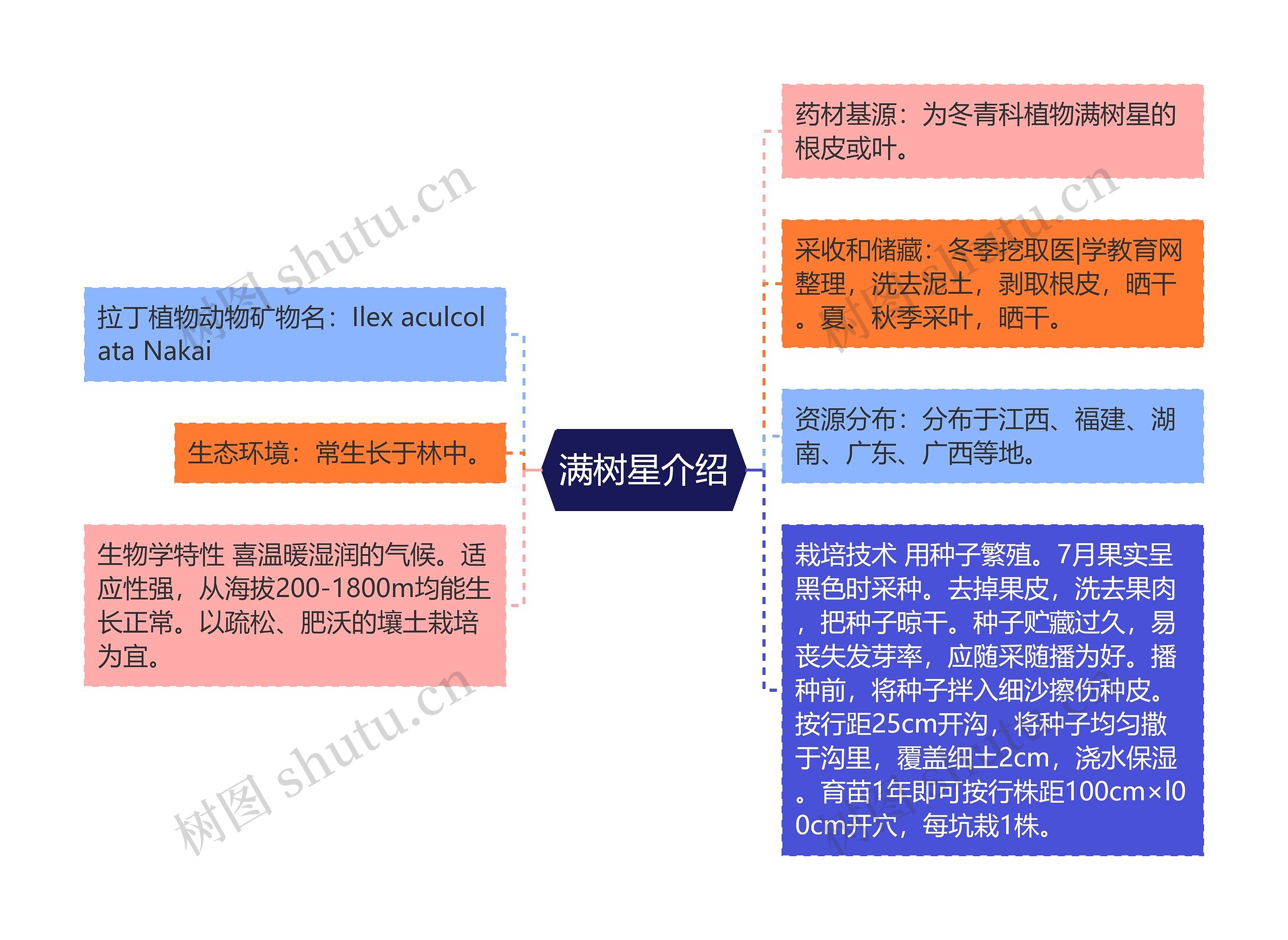 满树星介绍思维导图