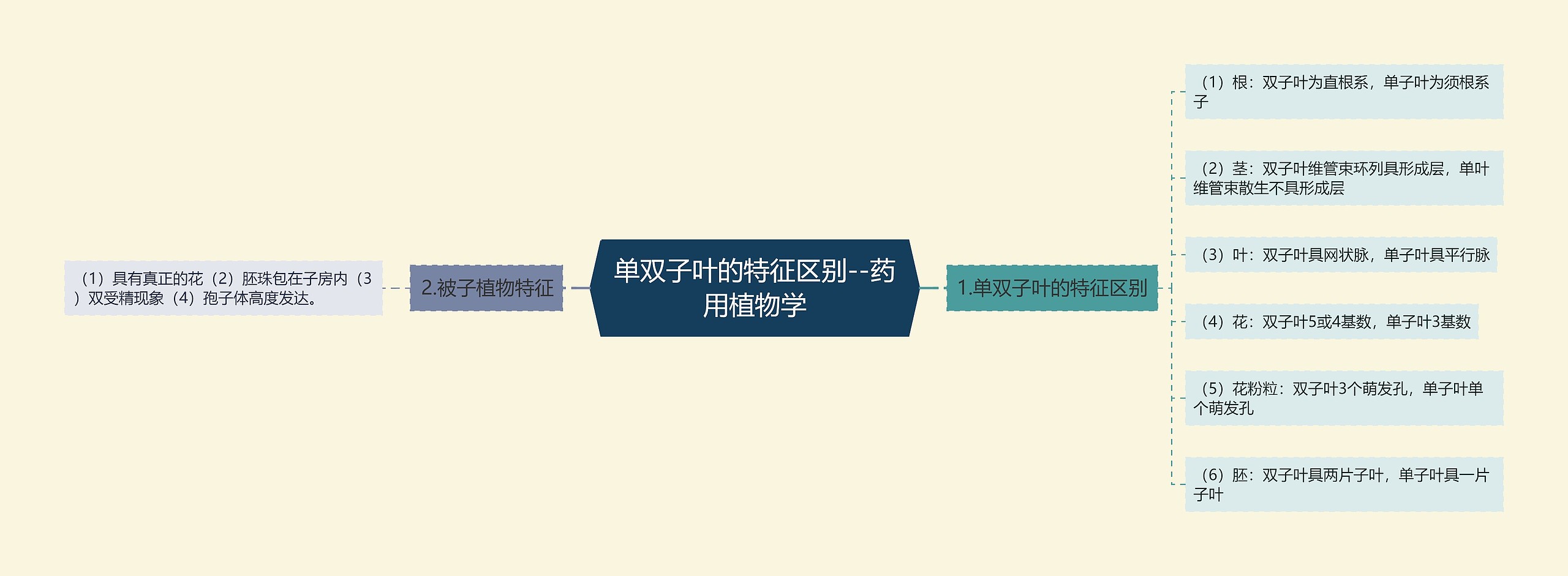 单双子叶的特征区别--药用植物学思维导图