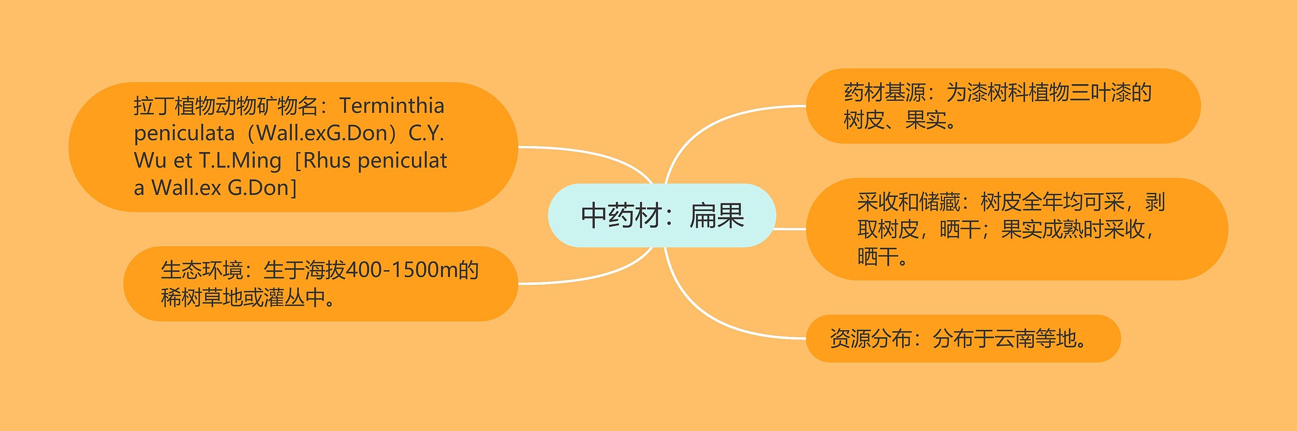 中药材:扁果 中药材:扁果