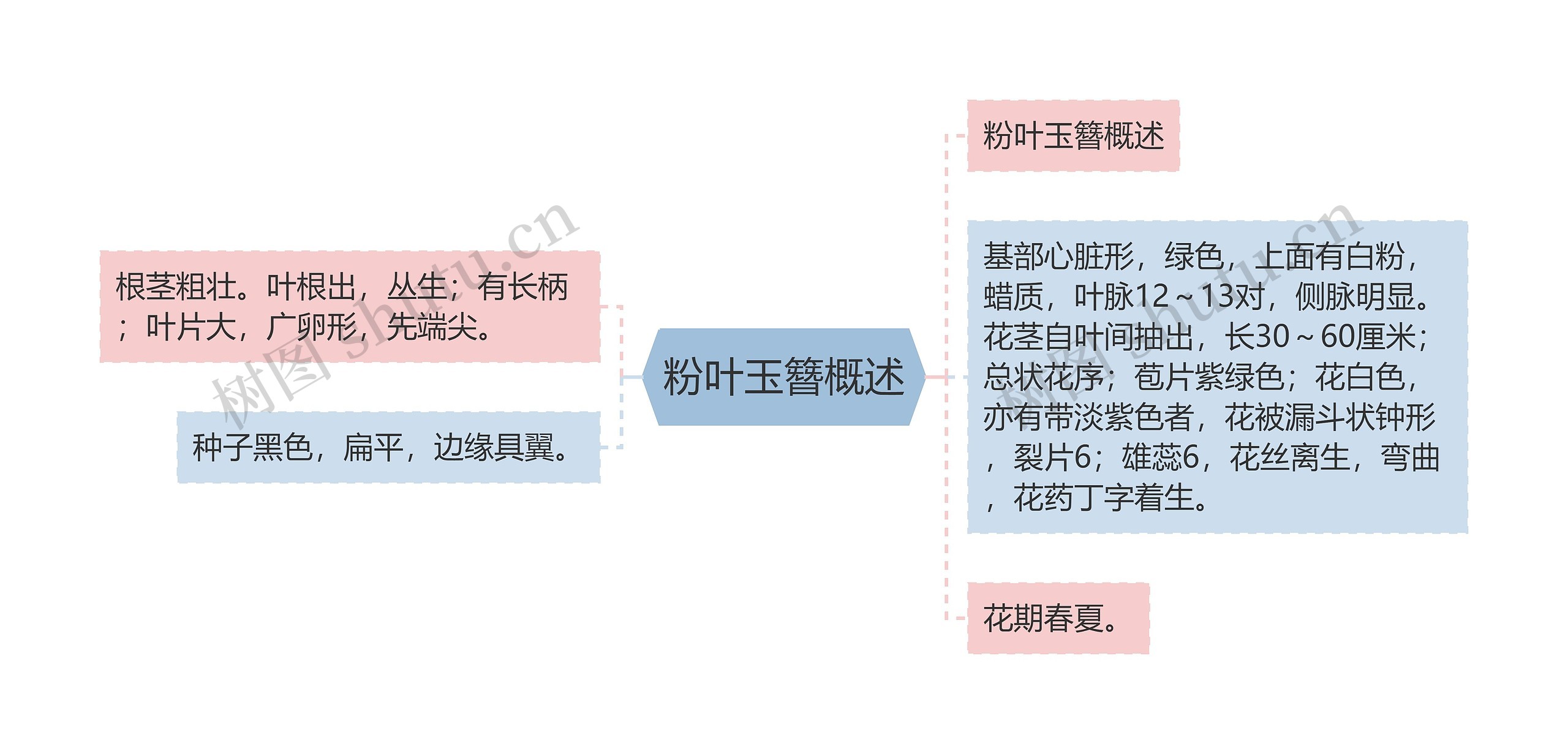 粉叶玉簪概述思维导图