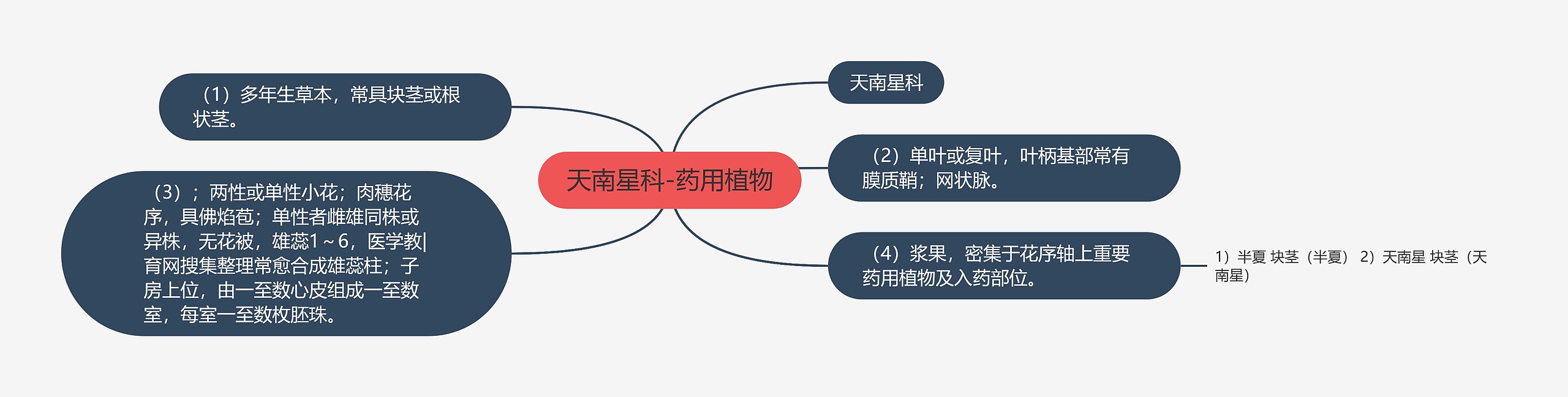 天南星科-药用植物思维导图