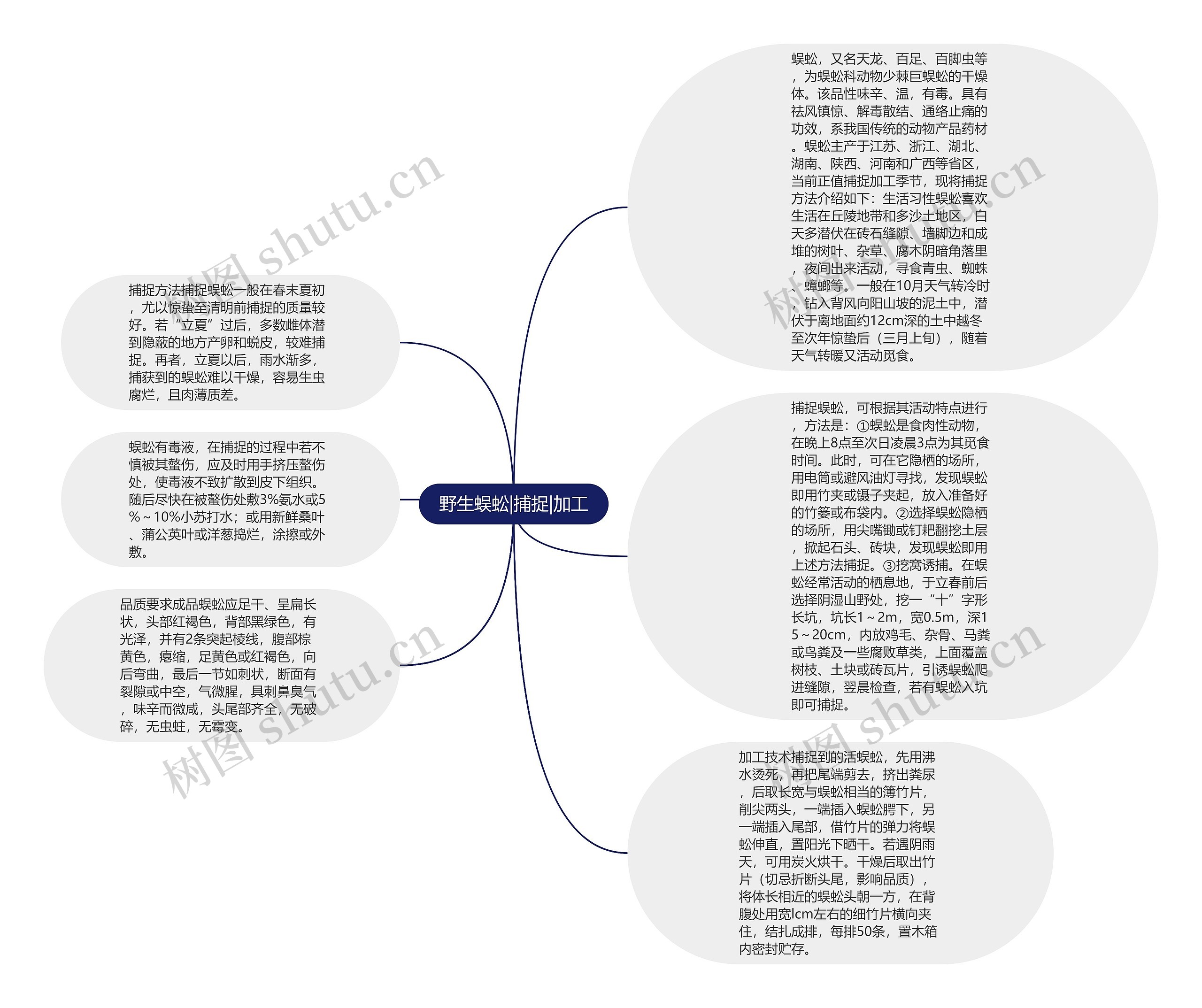野生蜈蚣|捕捉|加工
