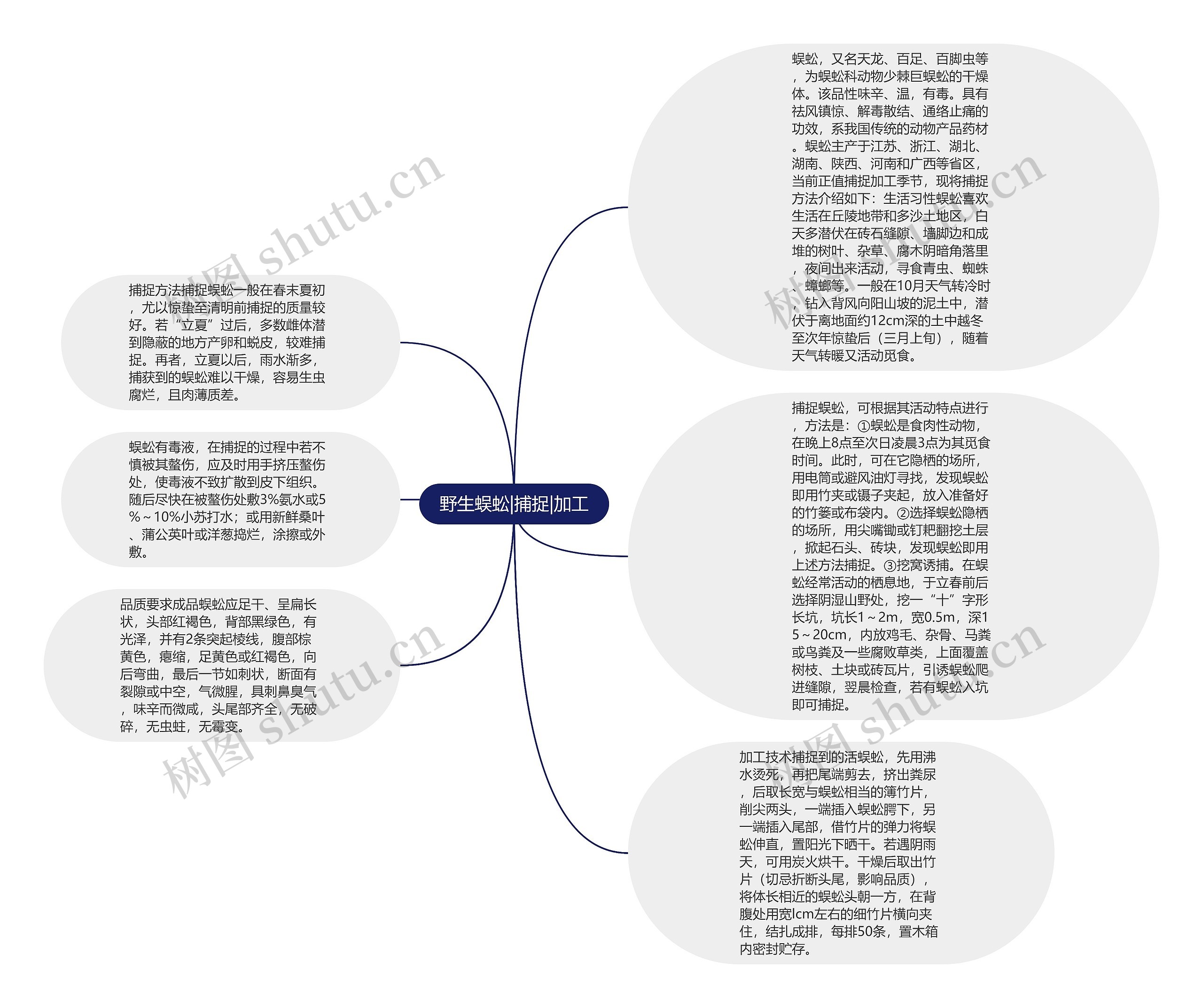 野生蜈蚣|捕捉|加工思维导图