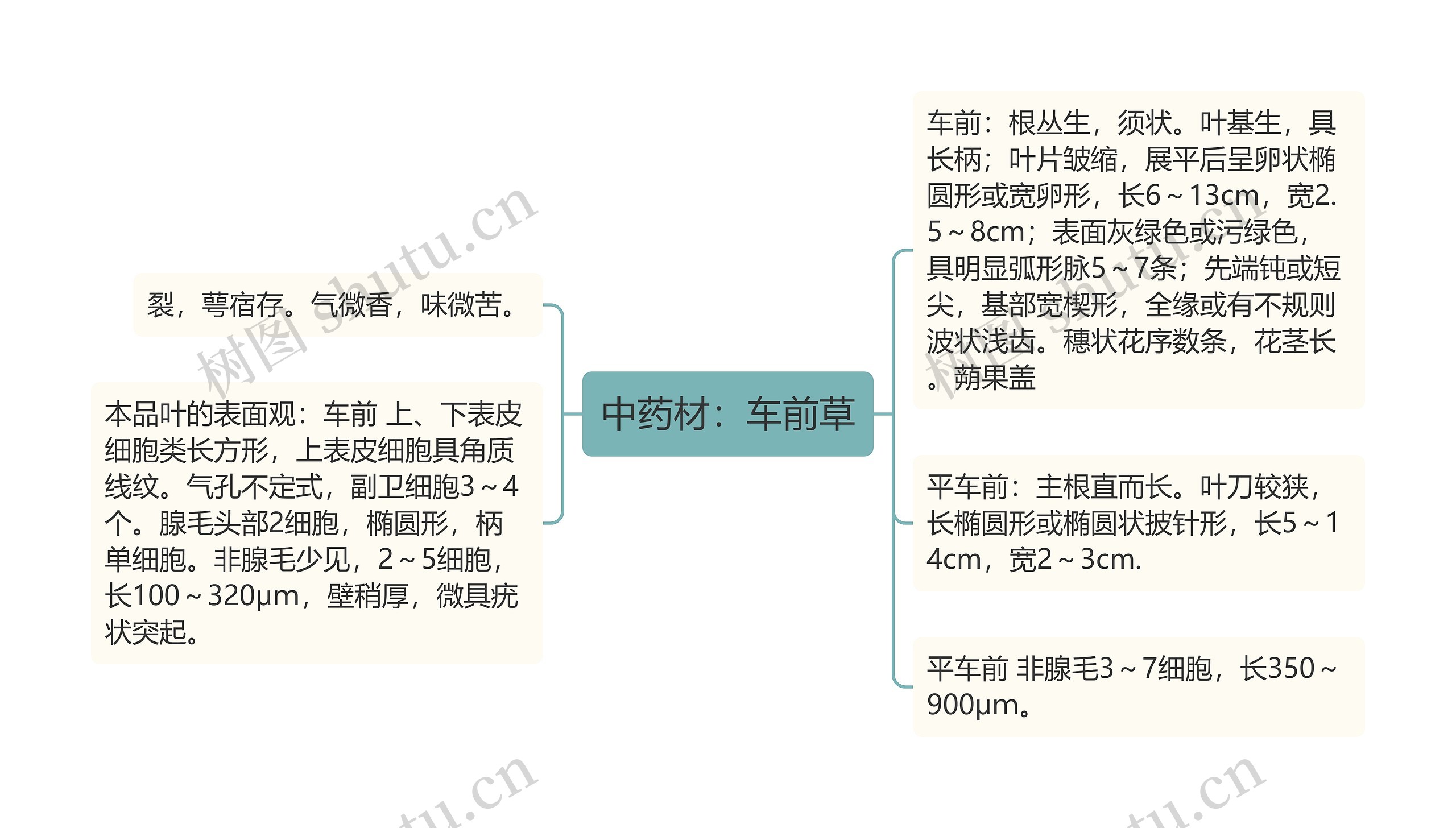 中药材：车前草思维导图