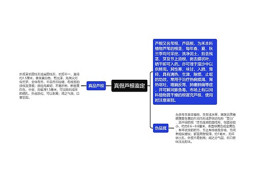 真假芦根鉴定思维导图