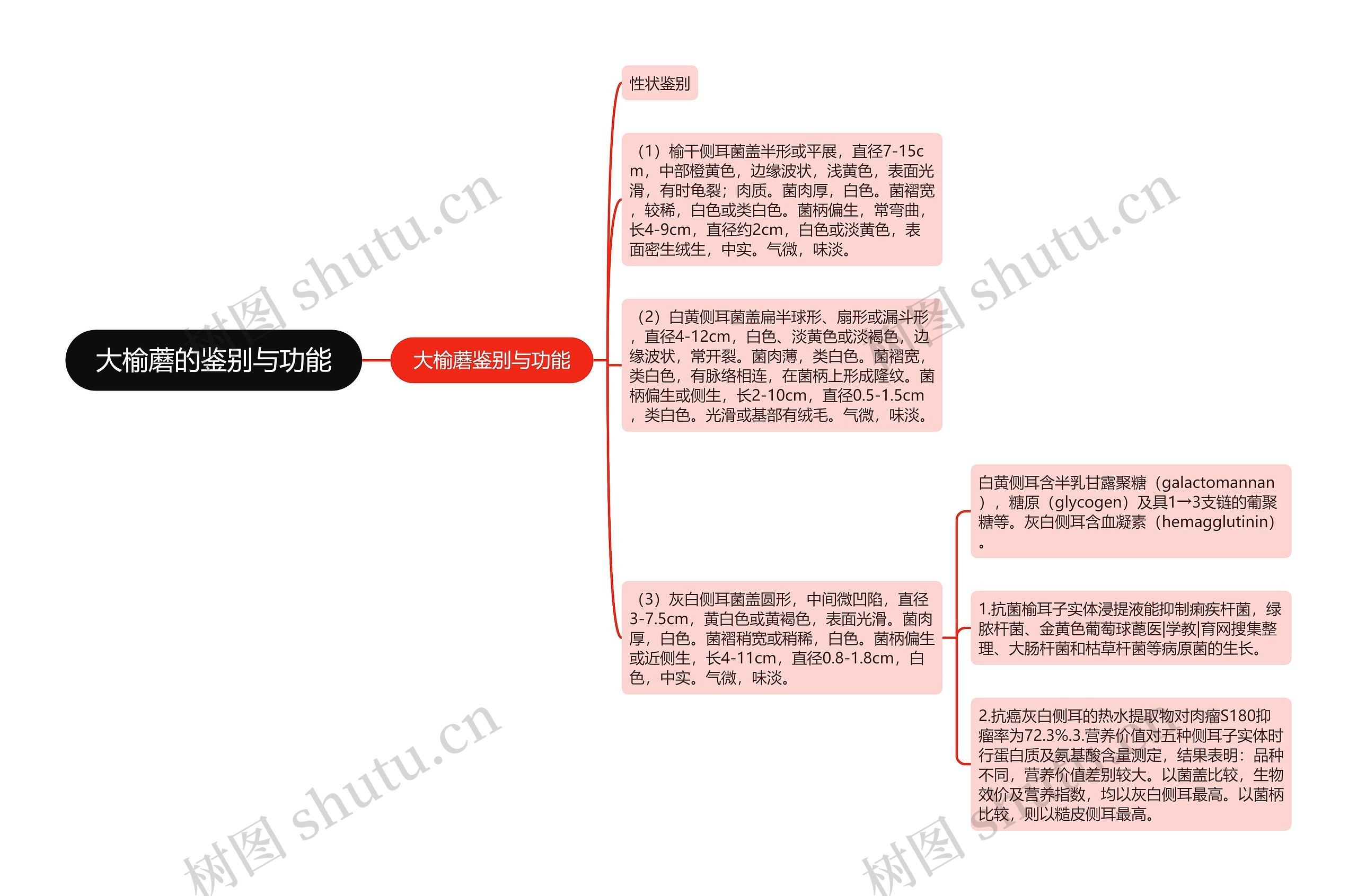 大榆蘑的鉴别与功能思维导图