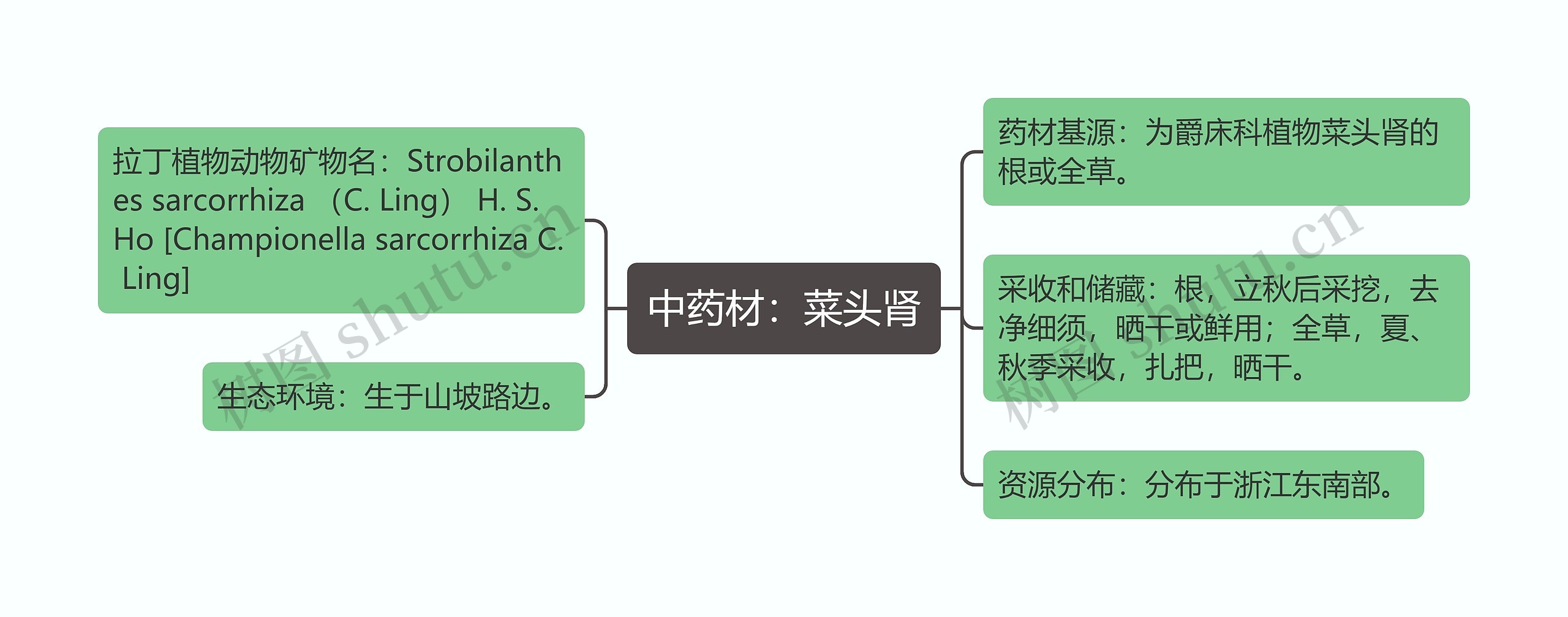 中药材：菜头肾思维导图