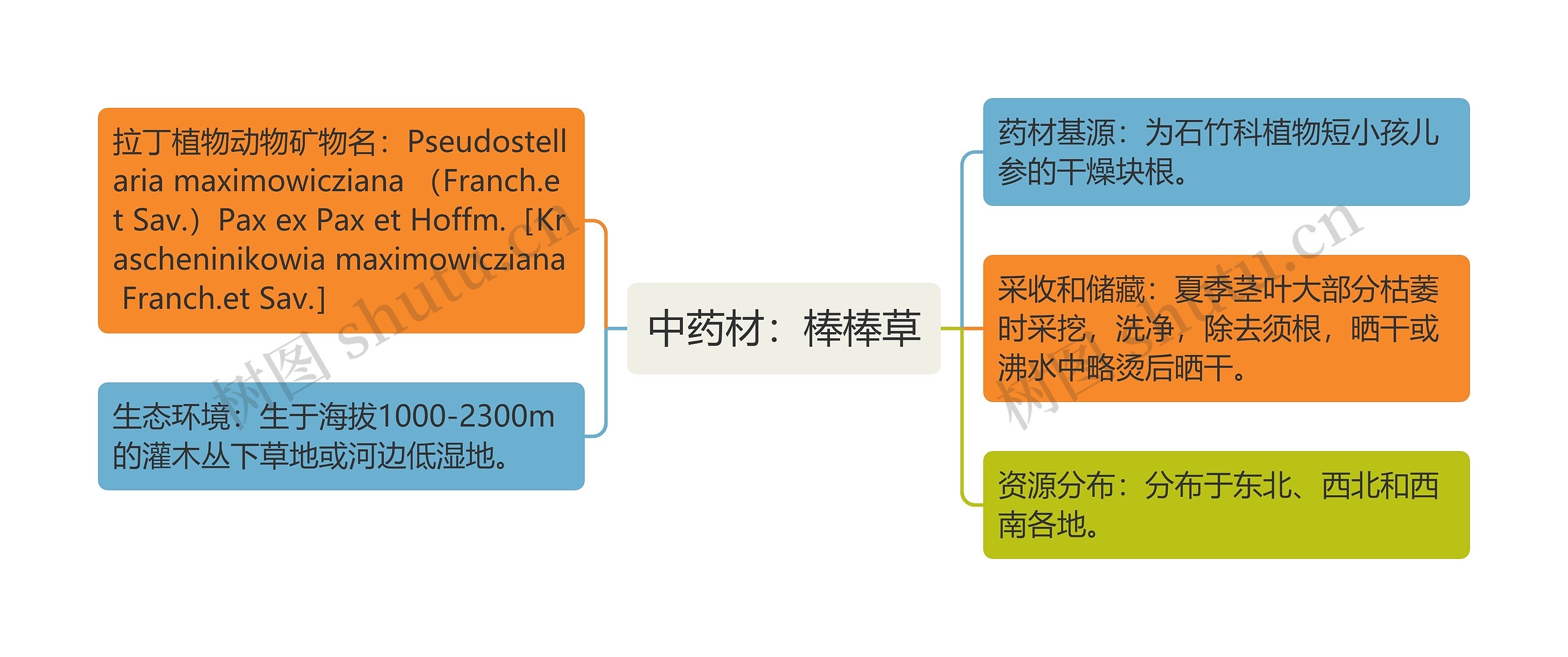 中药材：棒棒草思维导图