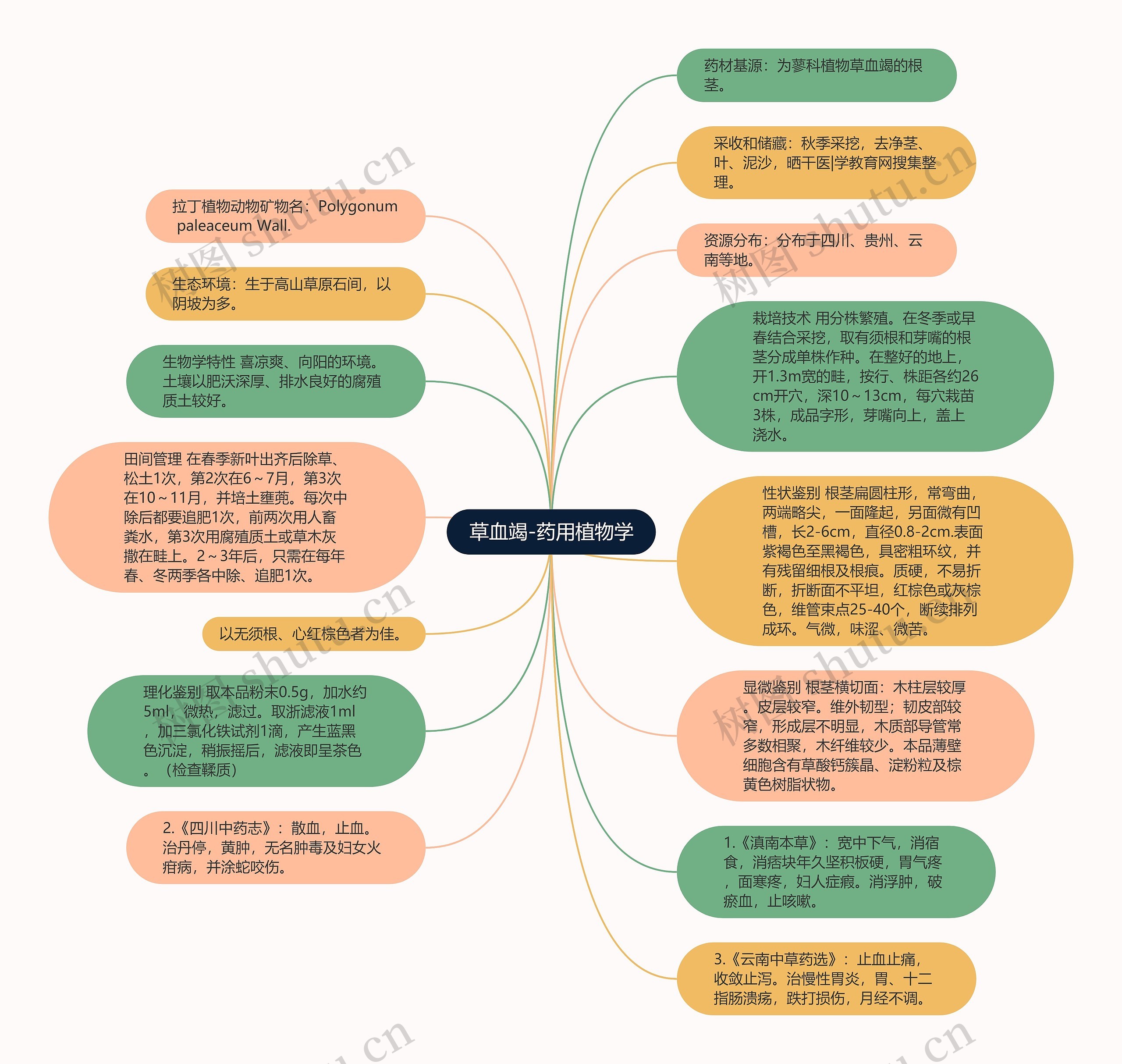 草血竭-药用植物学思维导图