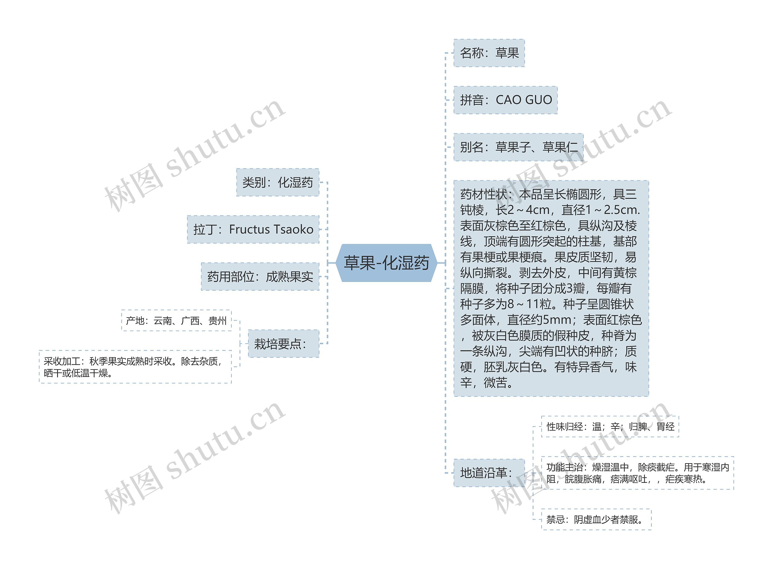草果-化湿药 草果-化湿药
