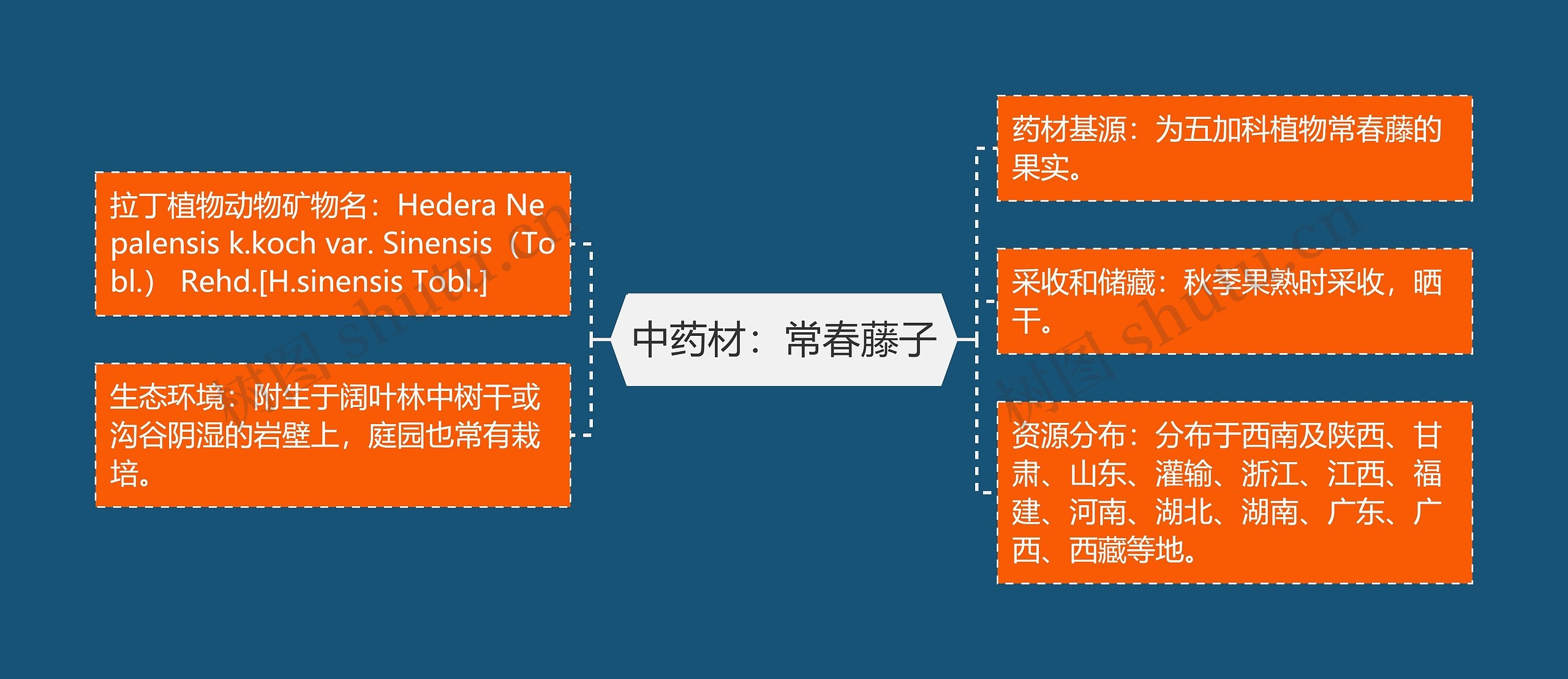 中药材:常春藤子 中药材:常春藤子