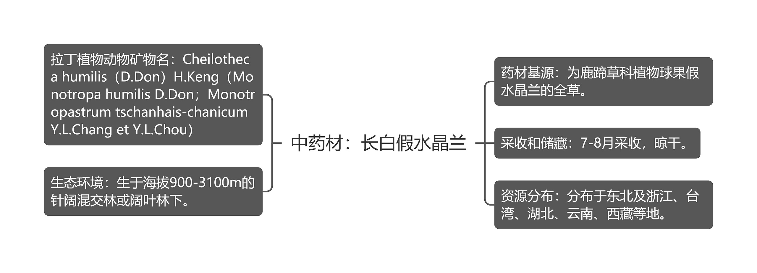 中药材：长白假水晶兰