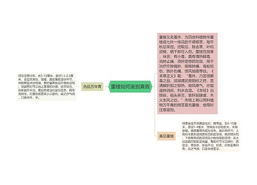 重楼如何鉴别真假思维导图