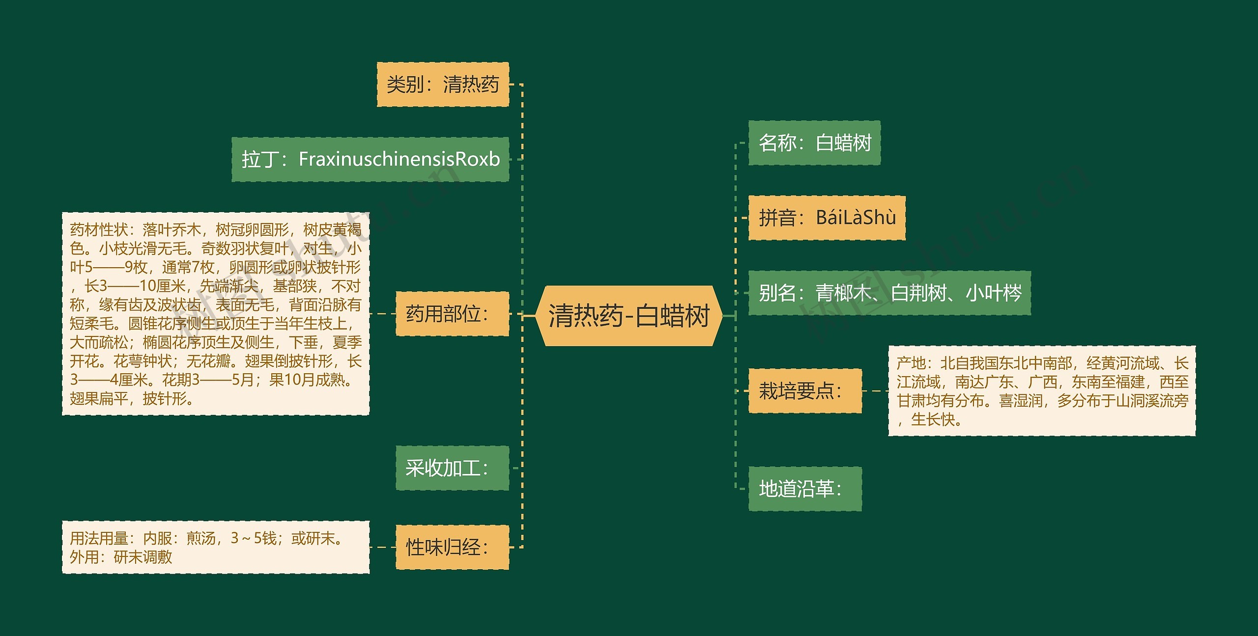 清热药-白蜡树思维导图