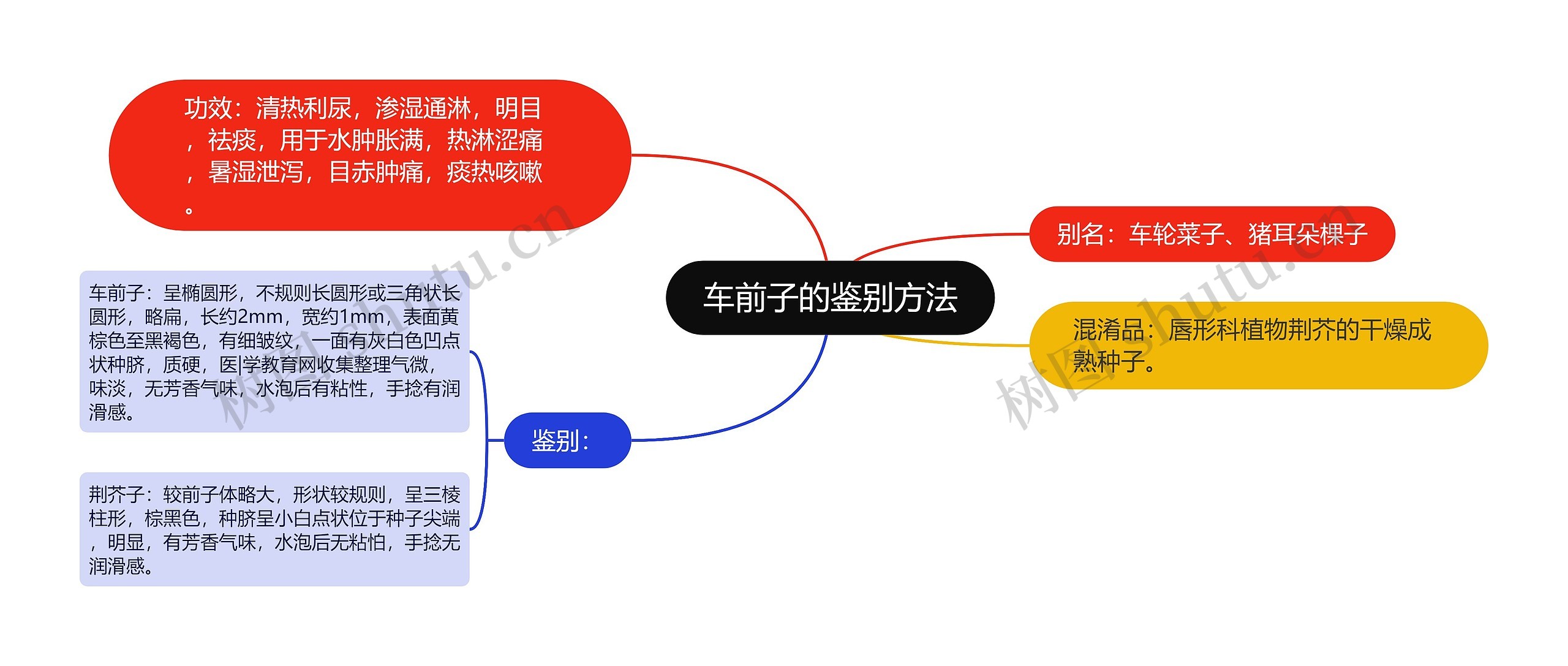 车前子的鉴别方法思维导图