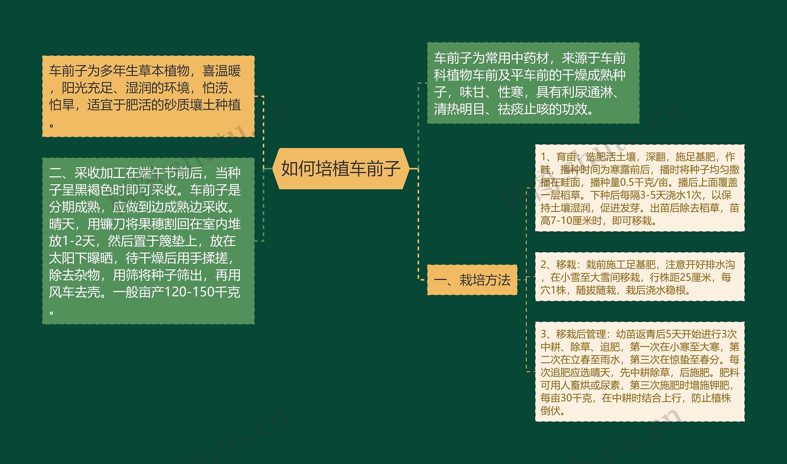 如何培植车前子思维导图