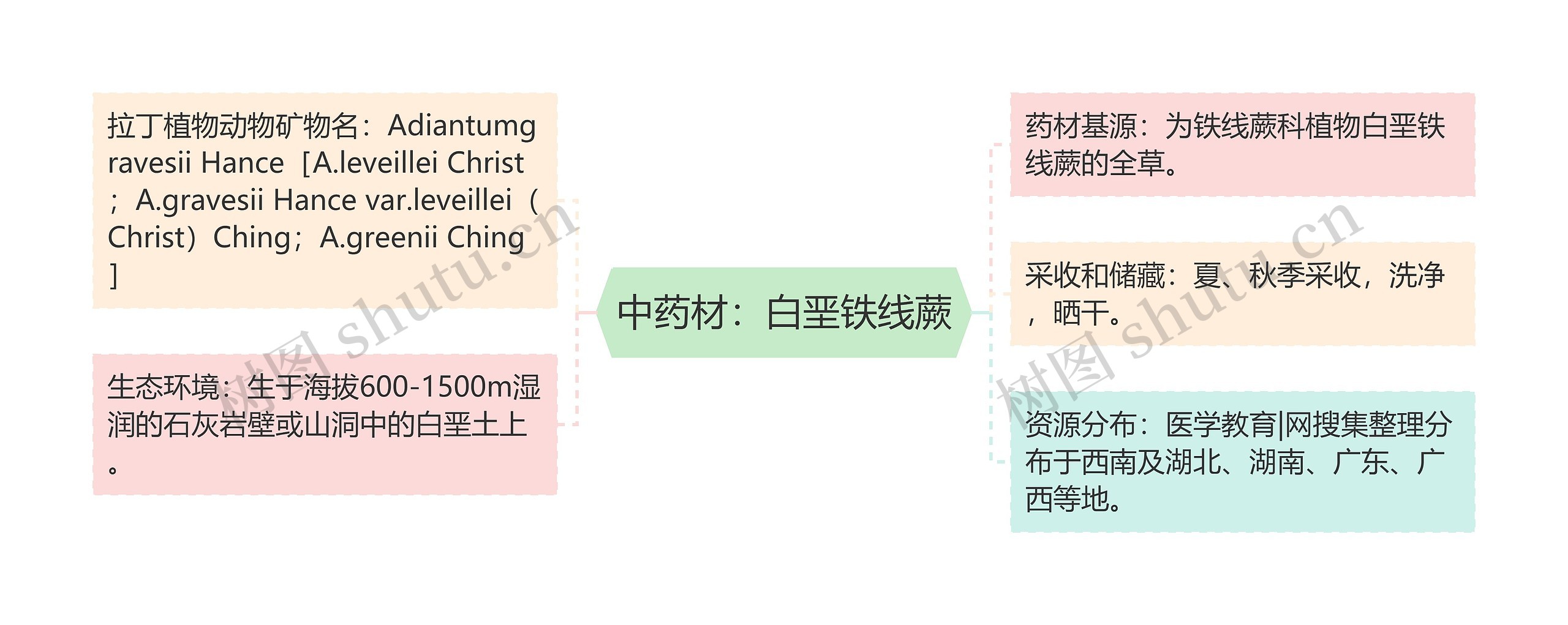 中药材：白垩铁线蕨思维导图