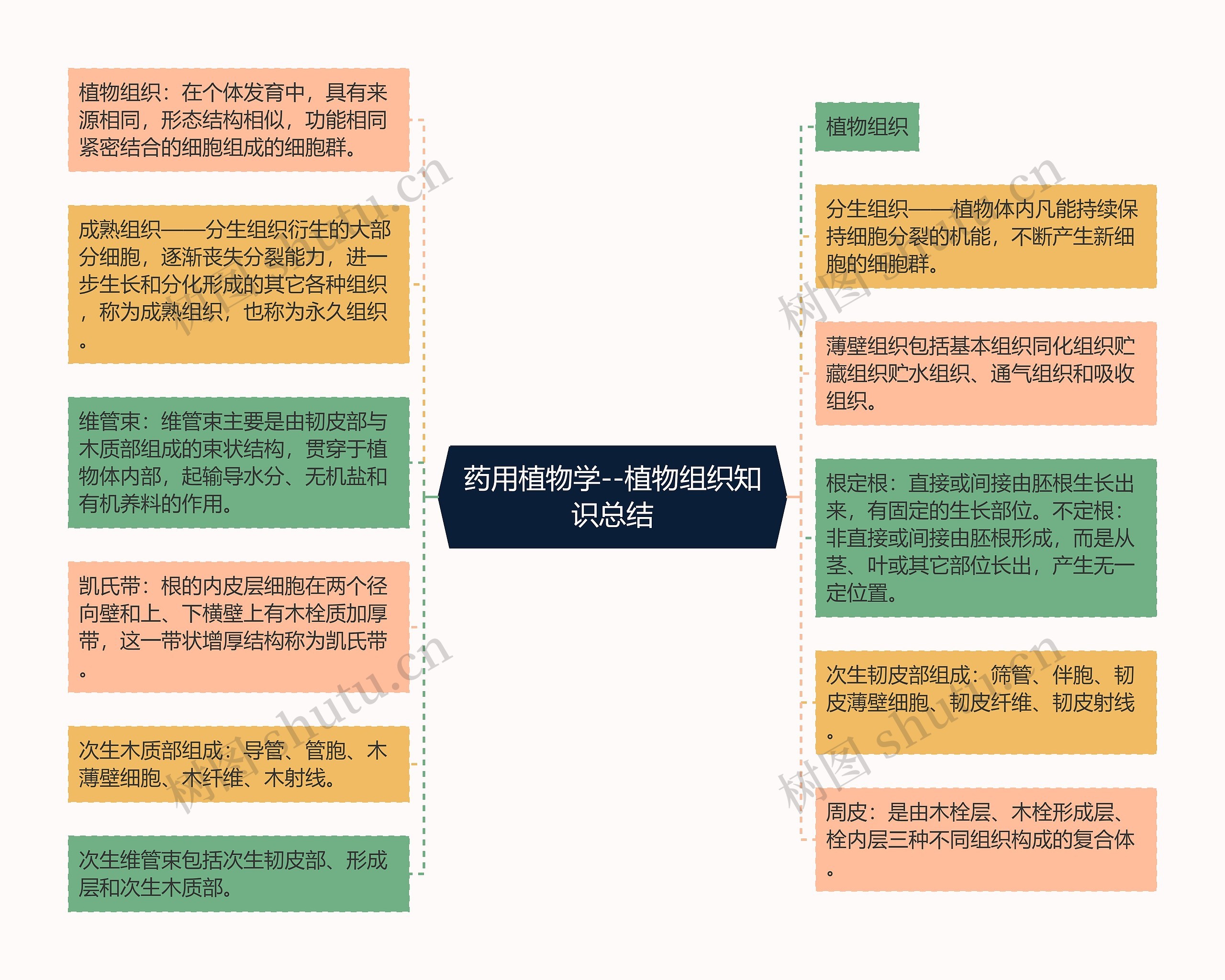 药用植物学--植物组织知识总结思维导图