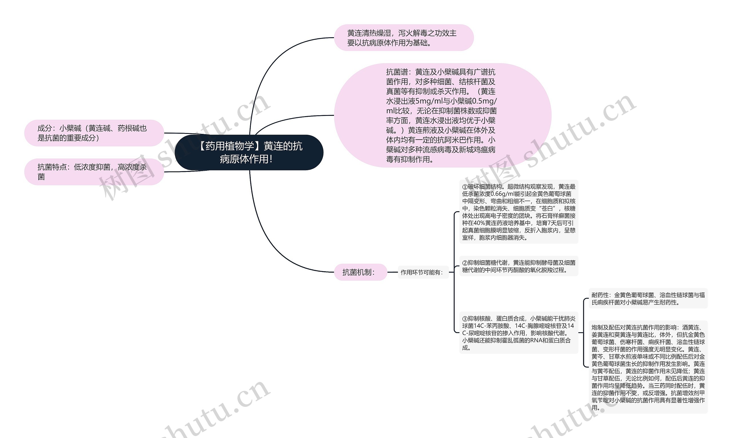 【药用植物学】黄连的抗病原体作用！思维导图