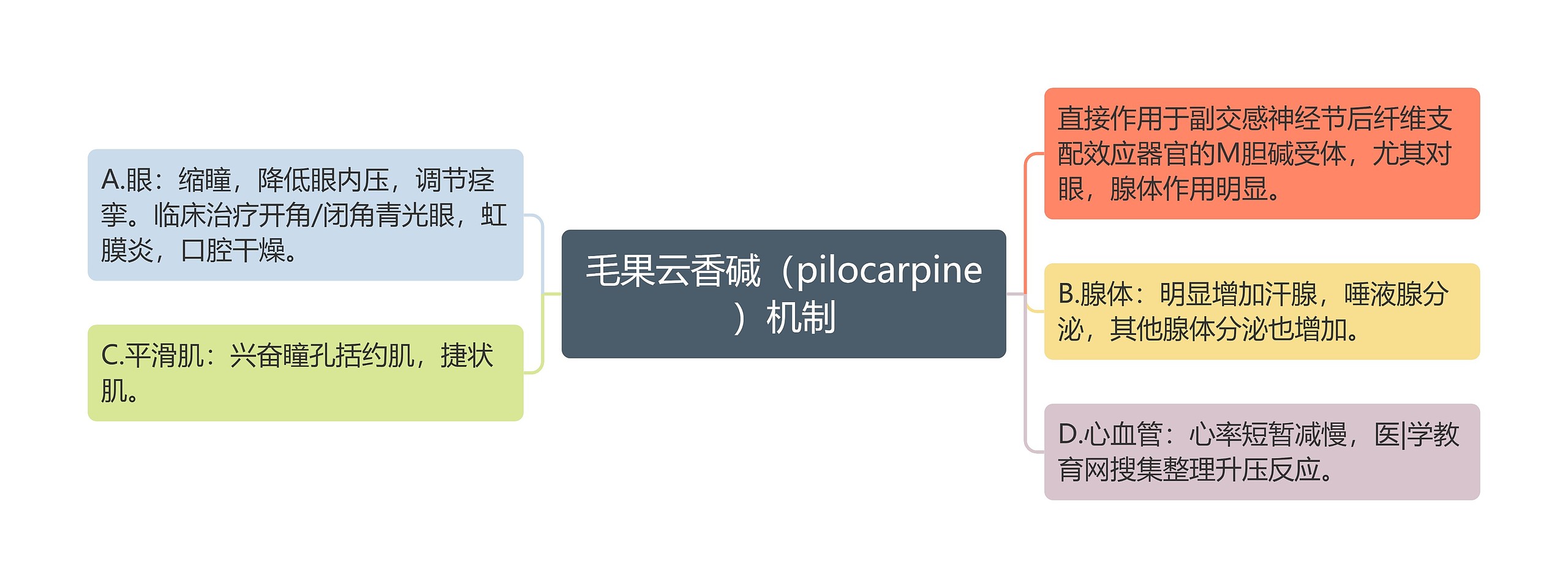 毛果云香碱（pilocarpine）机制思维导图