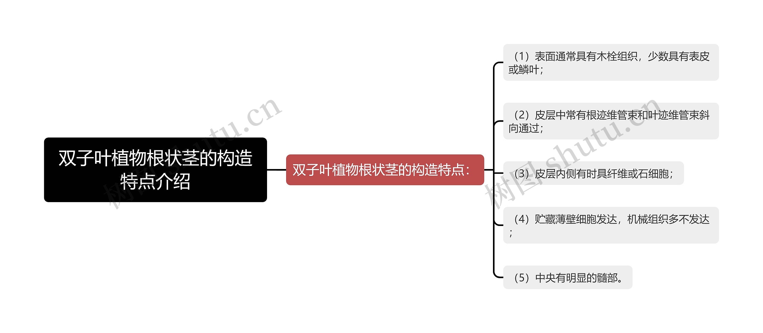 双子叶植物根状茎的构造特点介绍思维导图