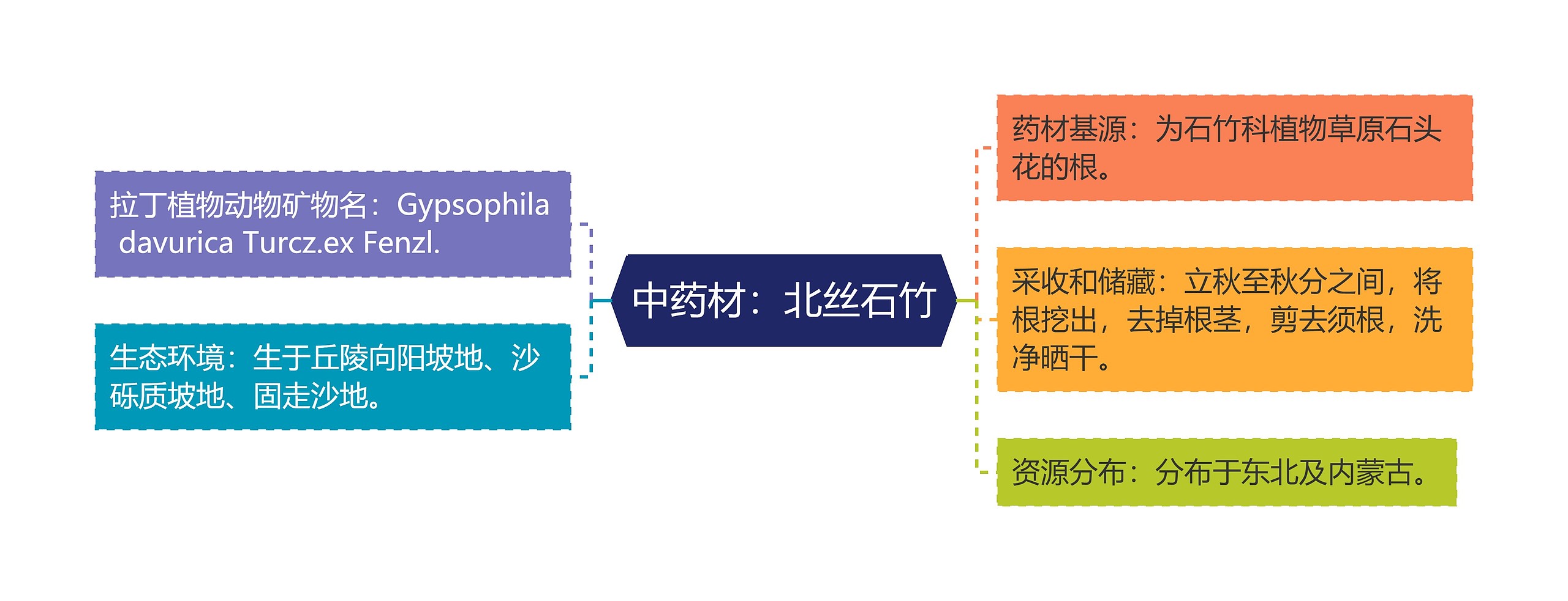 中药材：北丝石竹思维导图