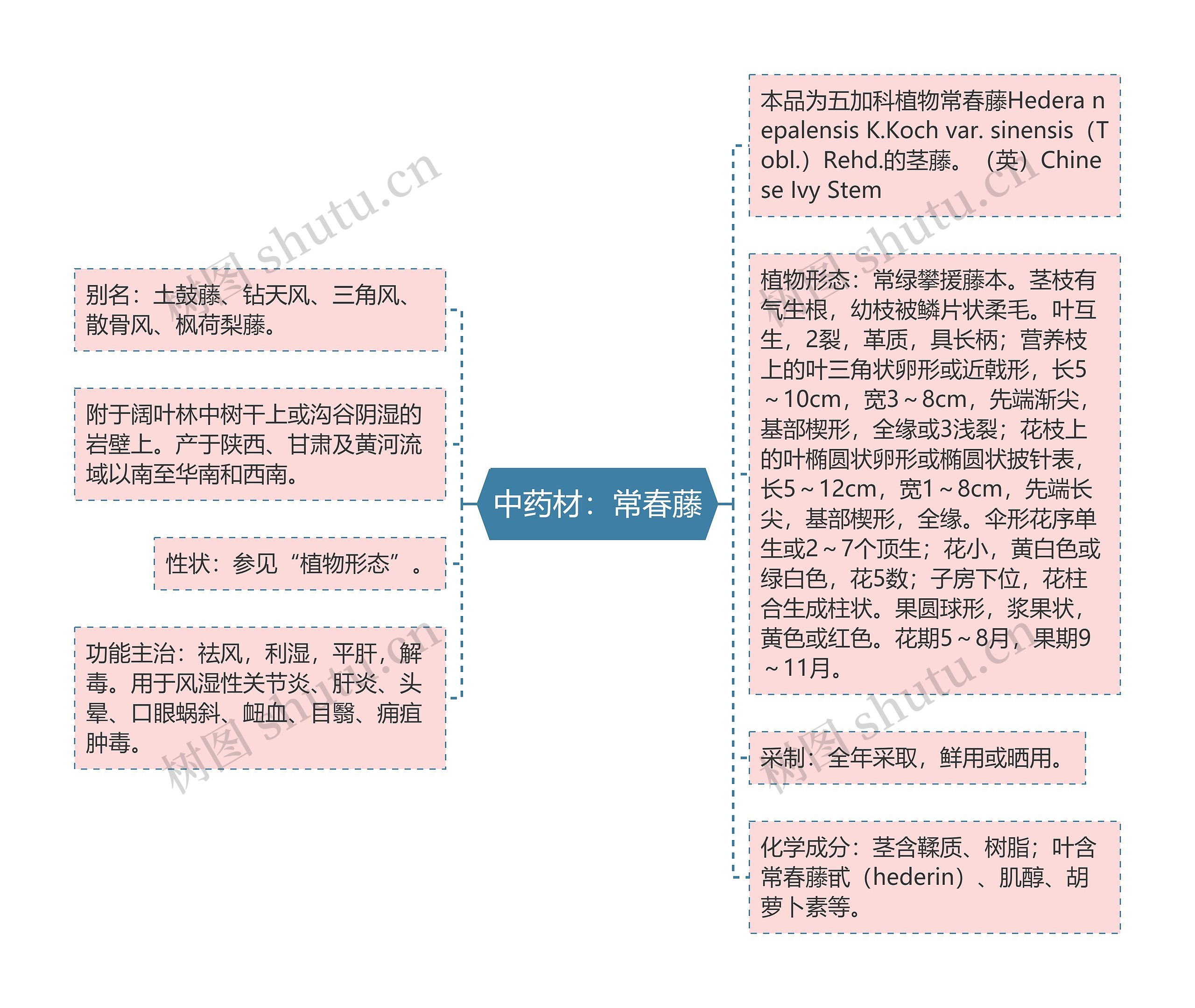 中药材：常春藤思维导图